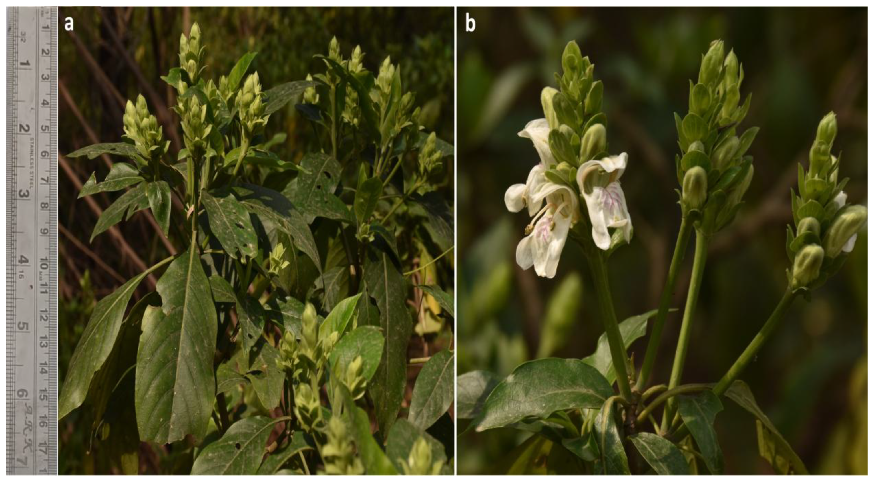 Conservation 05 00002 g001 Conservation 05 00002 g001