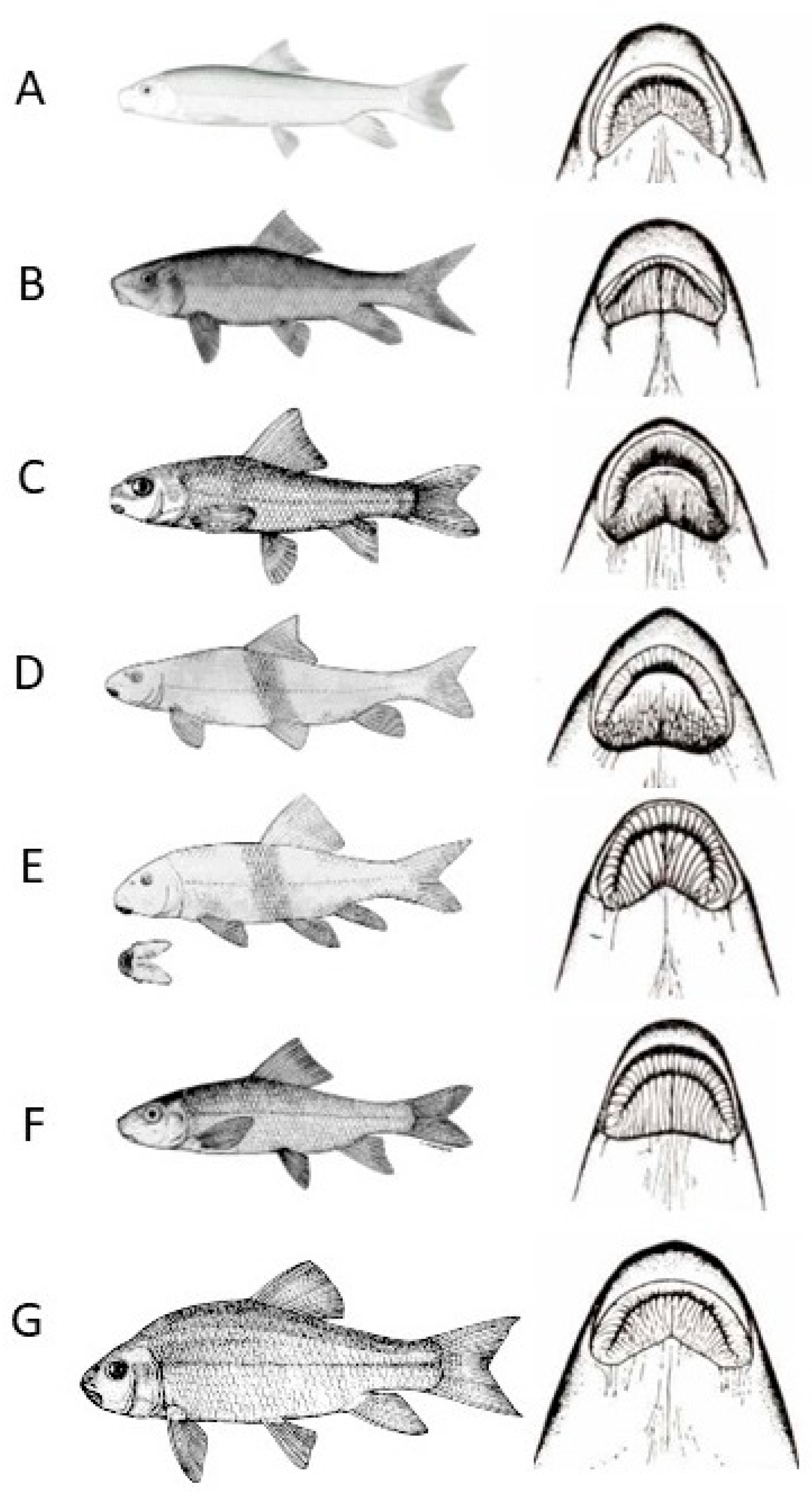 Conservation 05 00027 g001 Conservation 05 00027 g001