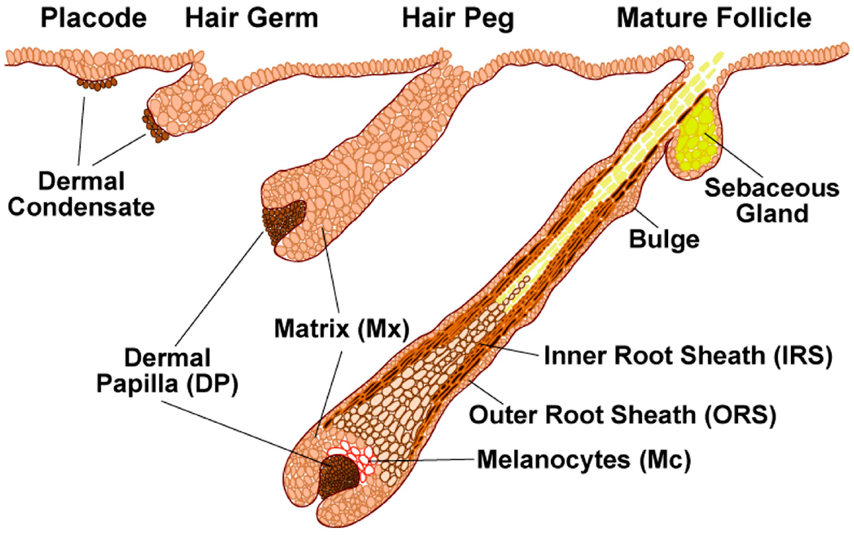 human hair root