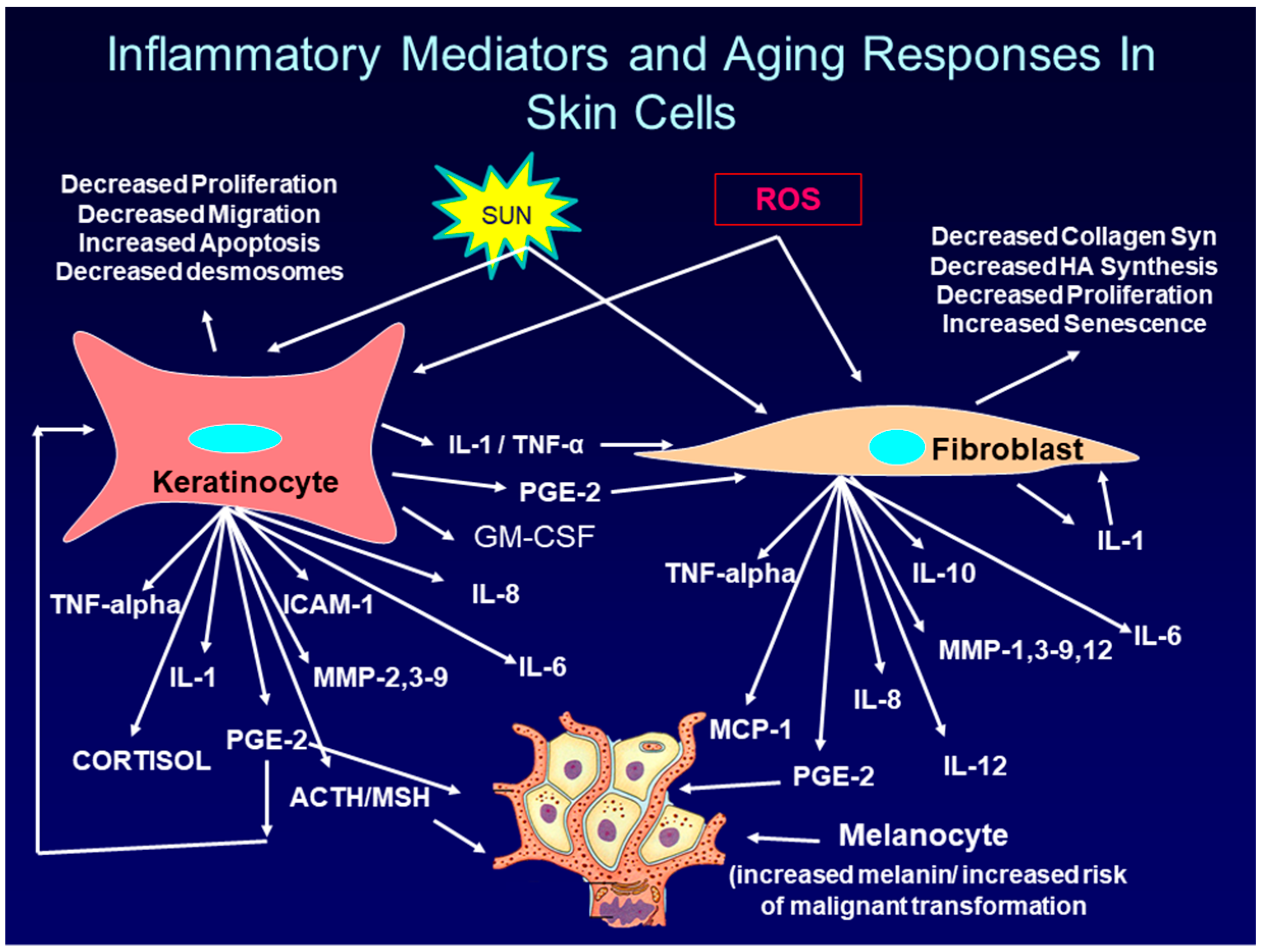 Cosmetics 06 00006 g002