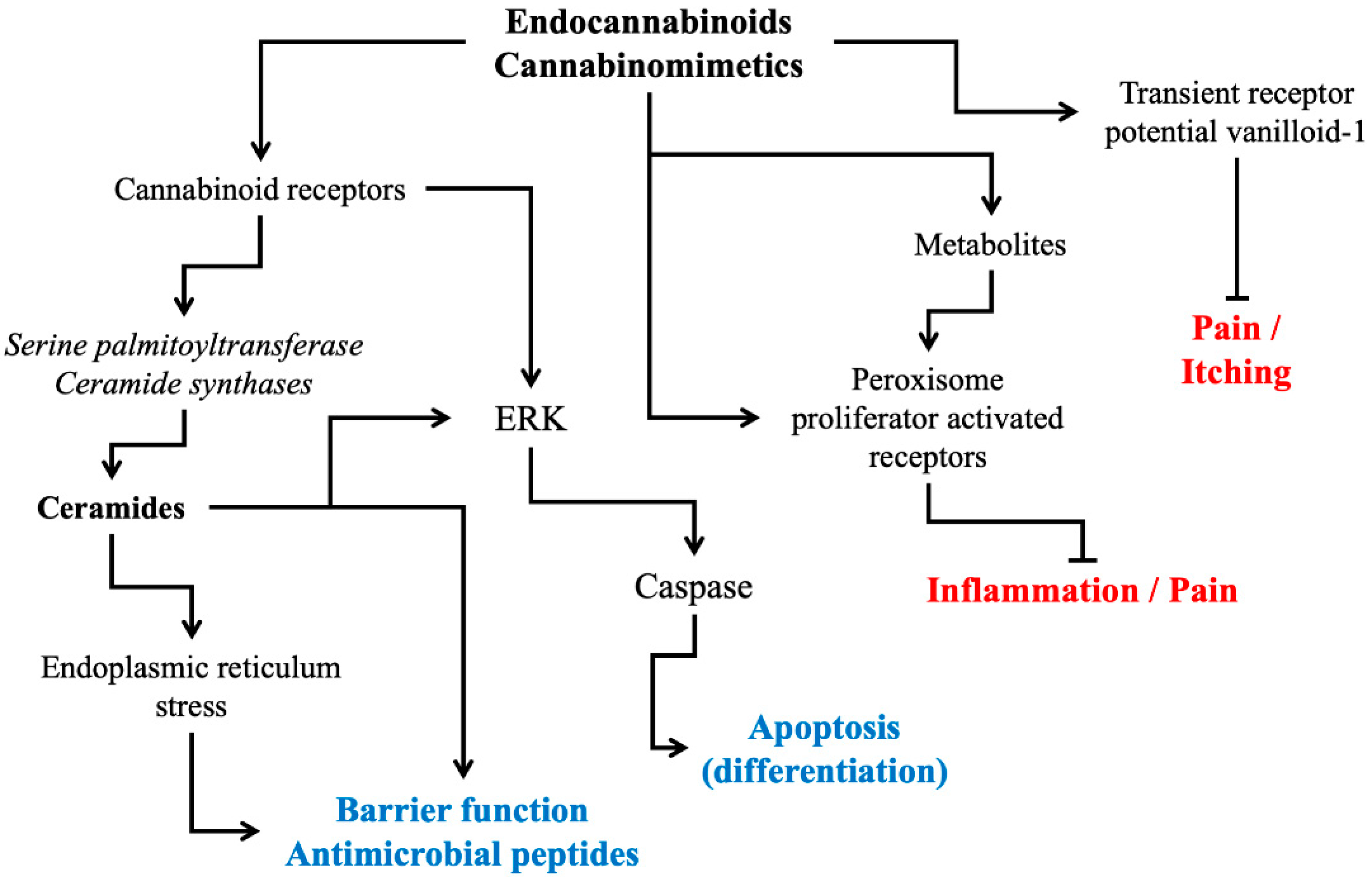 Endogenous ligand for cannabinoid receptors