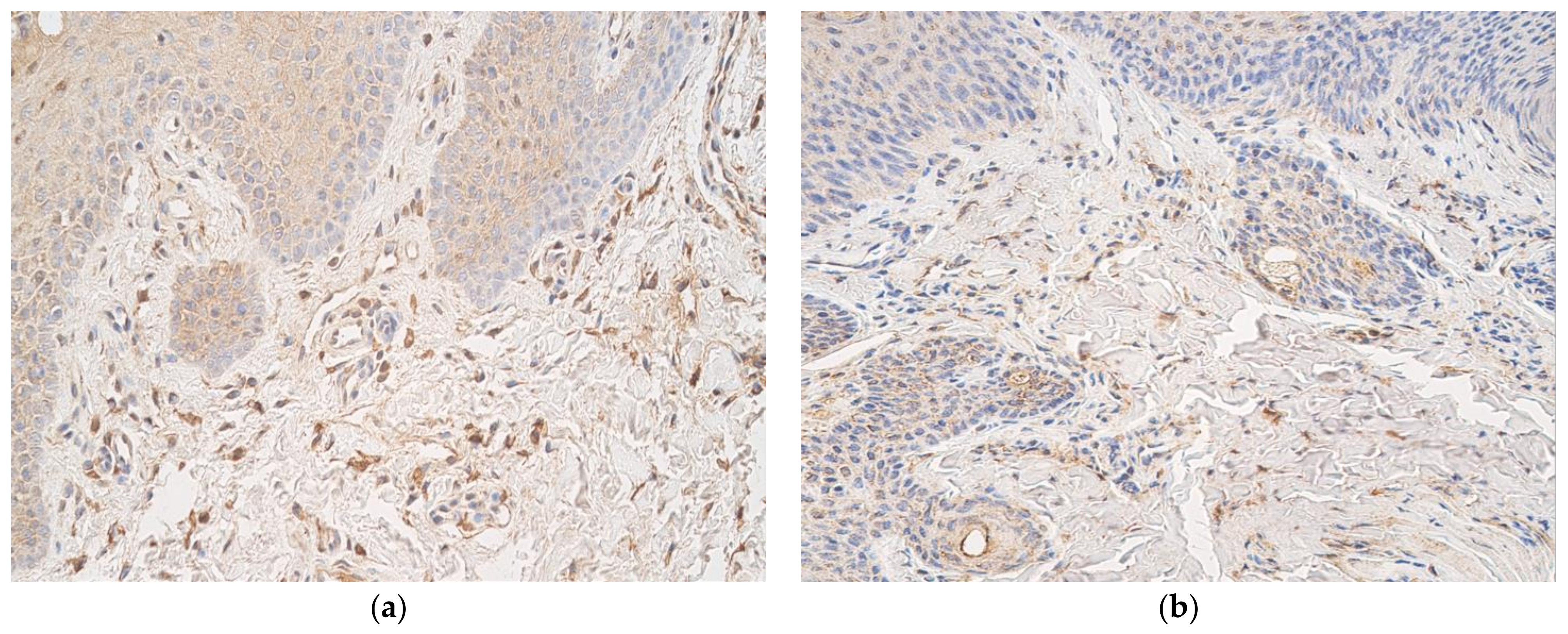 Cosmetics 08 00042 g004 Cosmetics 08 00042 g004