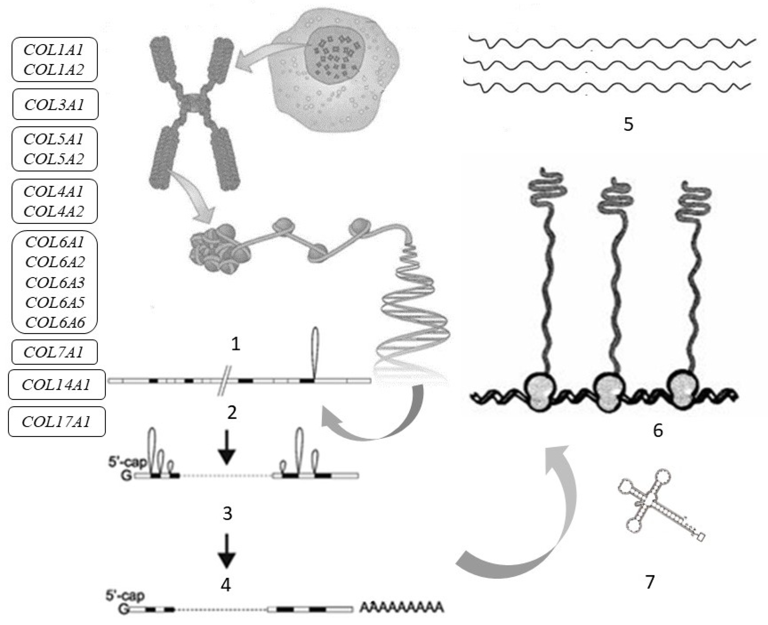 Cosmetics 08 00092 g002