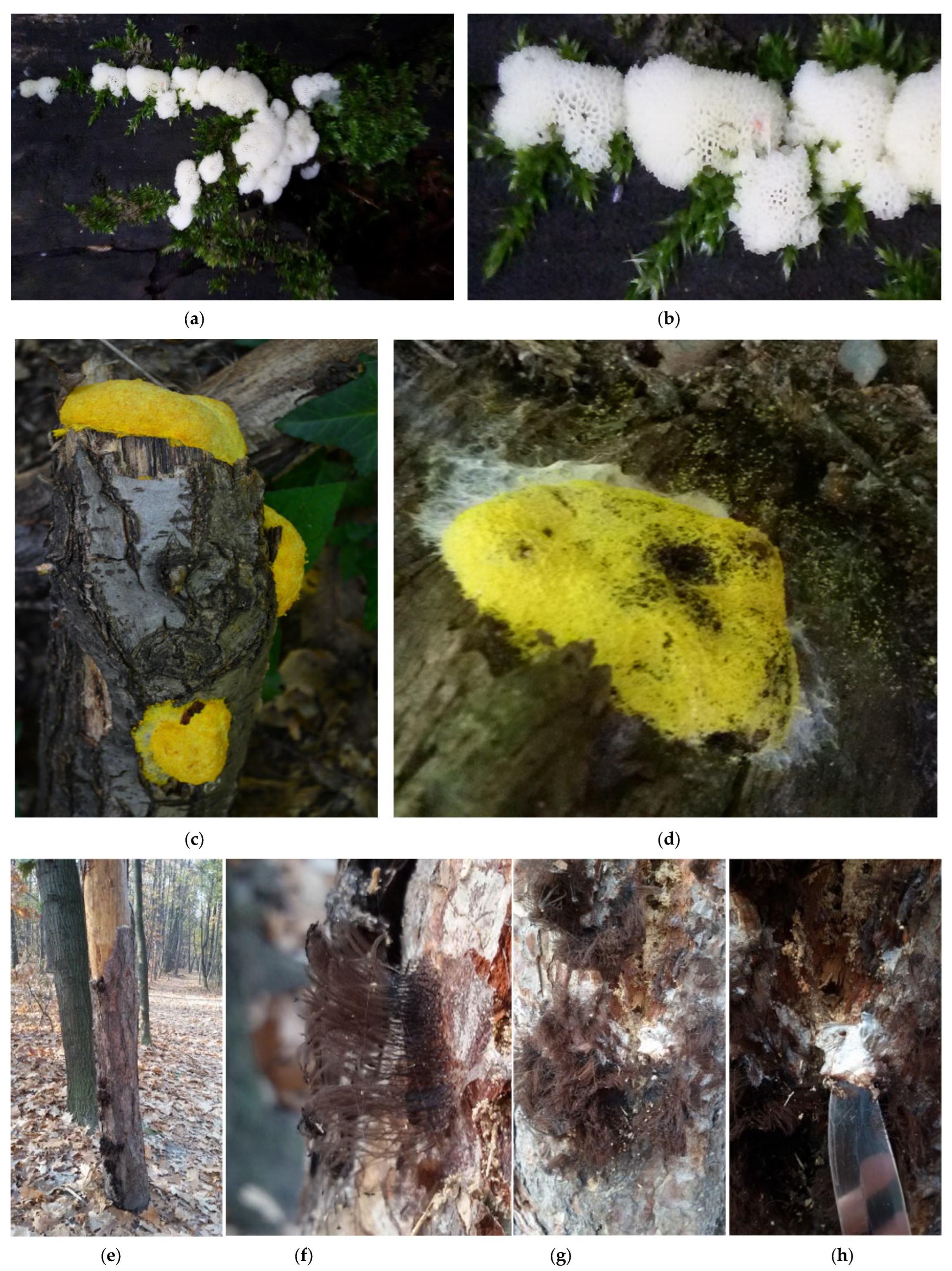 Sporangia of a white slime mould (Myxomycetes) growing on a