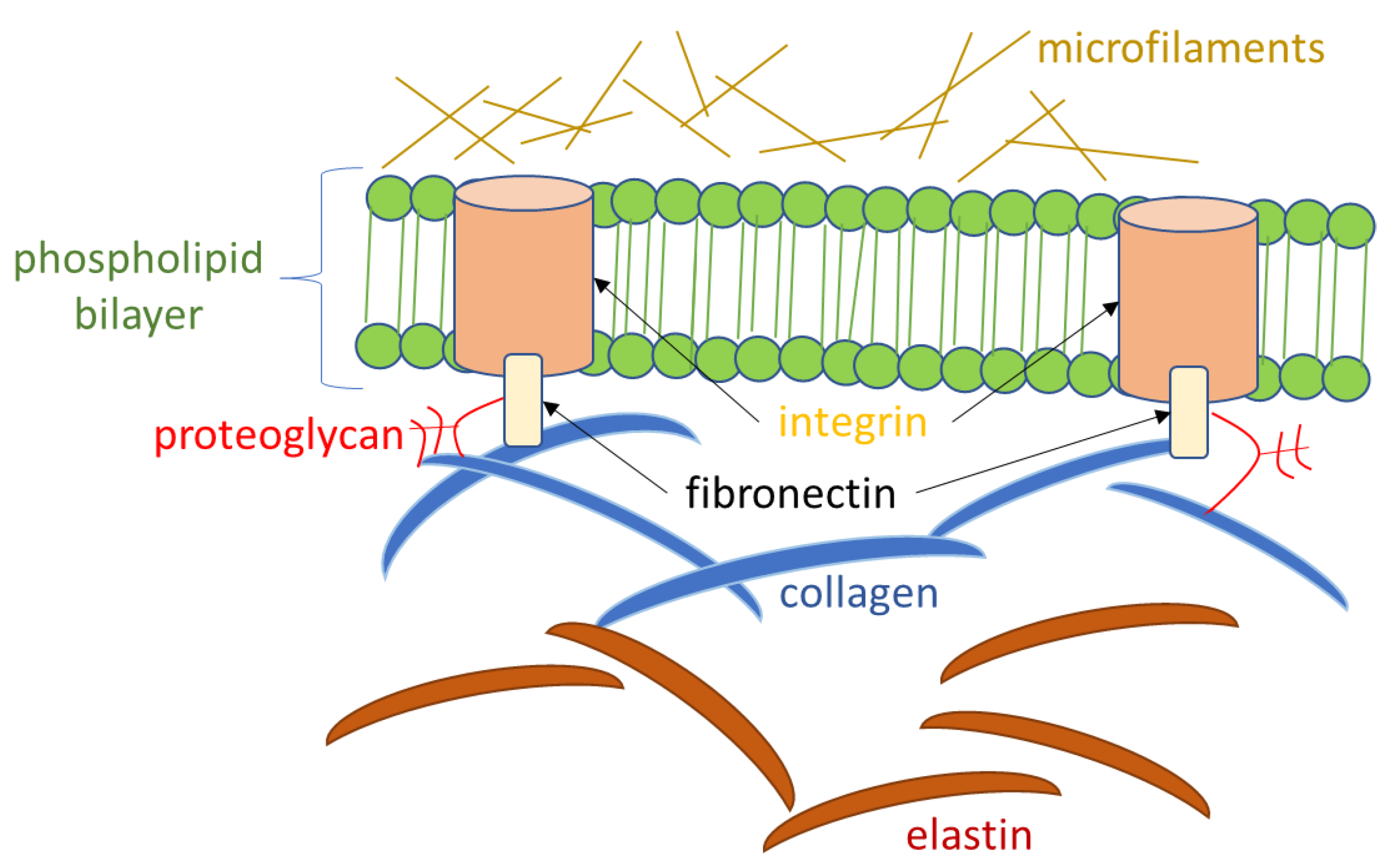 Cosmetics 10 00042 g004 Cosmetics 10 00042 g004