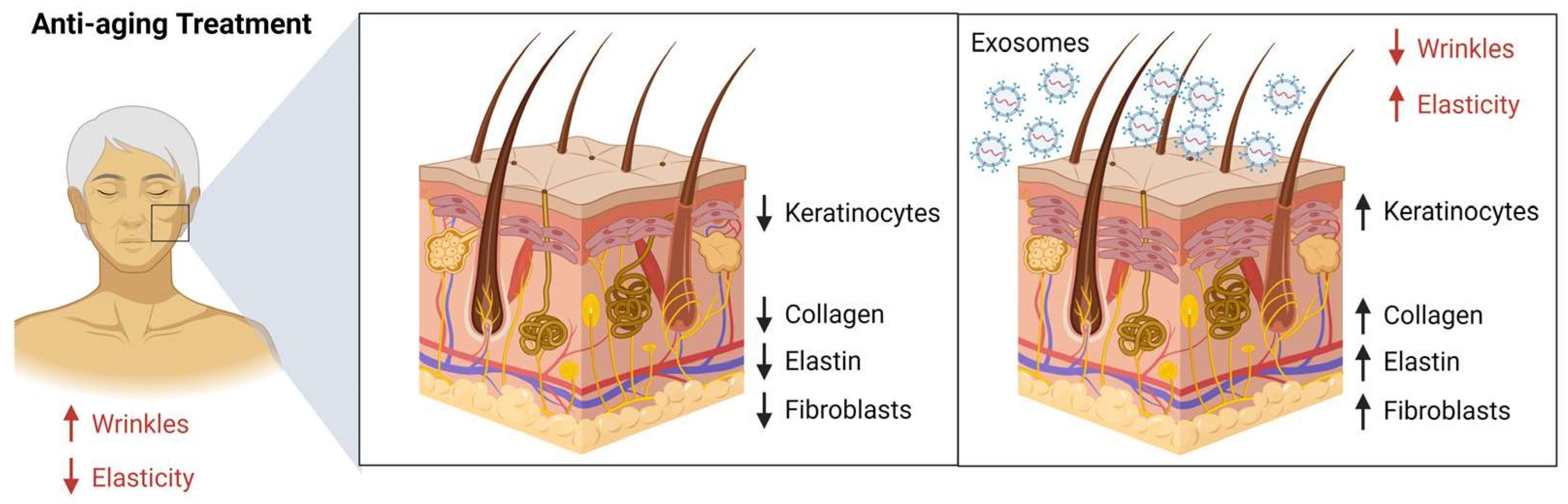 Cosmetics | Free Full-Text | Therapeutic Values of Exosomes in Cosmetics,  Skin Care, Tissue Regeneration, and Dermatological Diseases