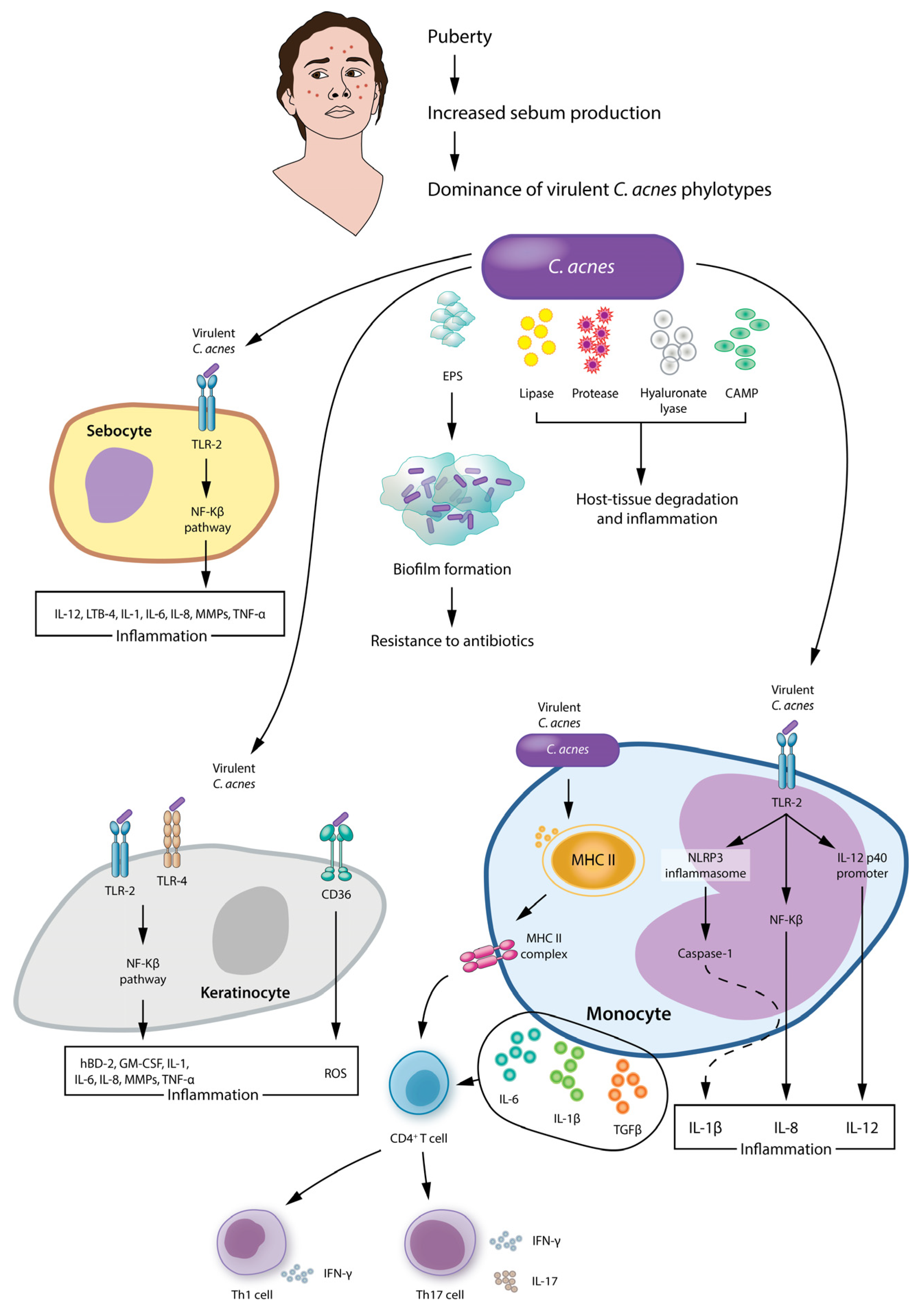 Cosmetics 11 00220 g001