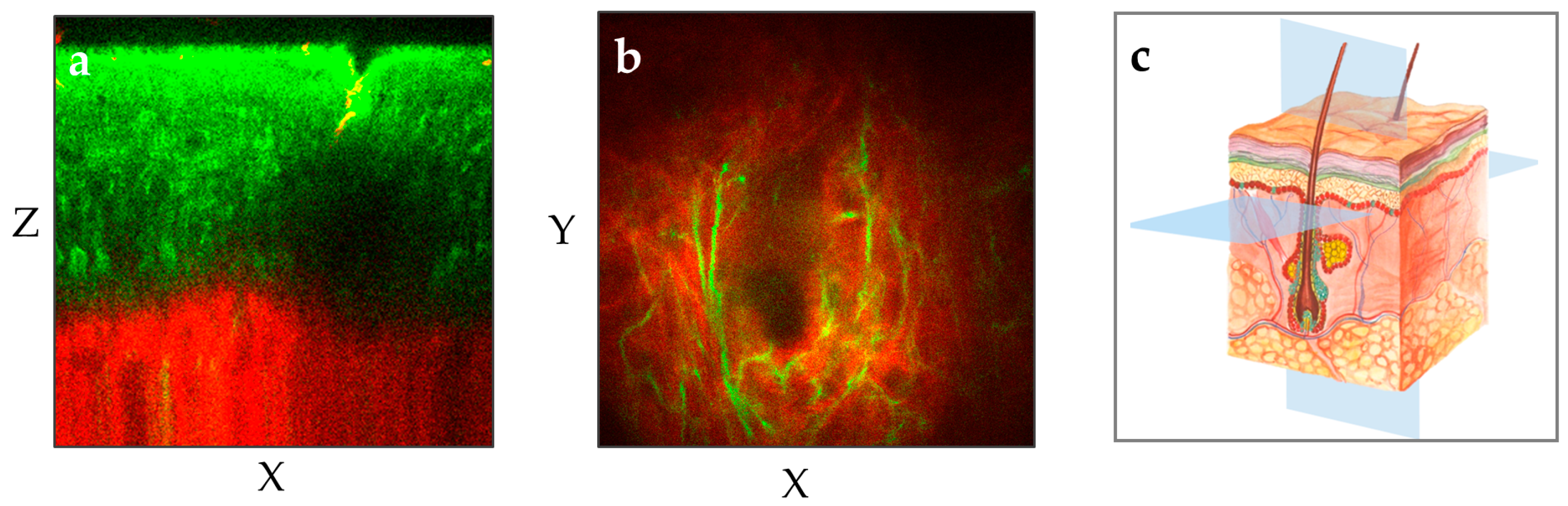 Cosmetics 12 00044 g003