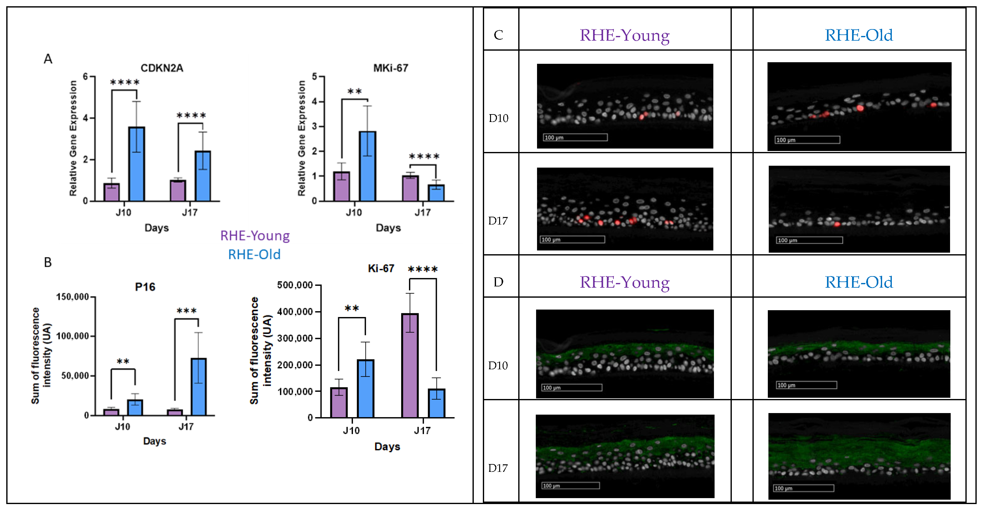 Cosmetics 12 00071 g005