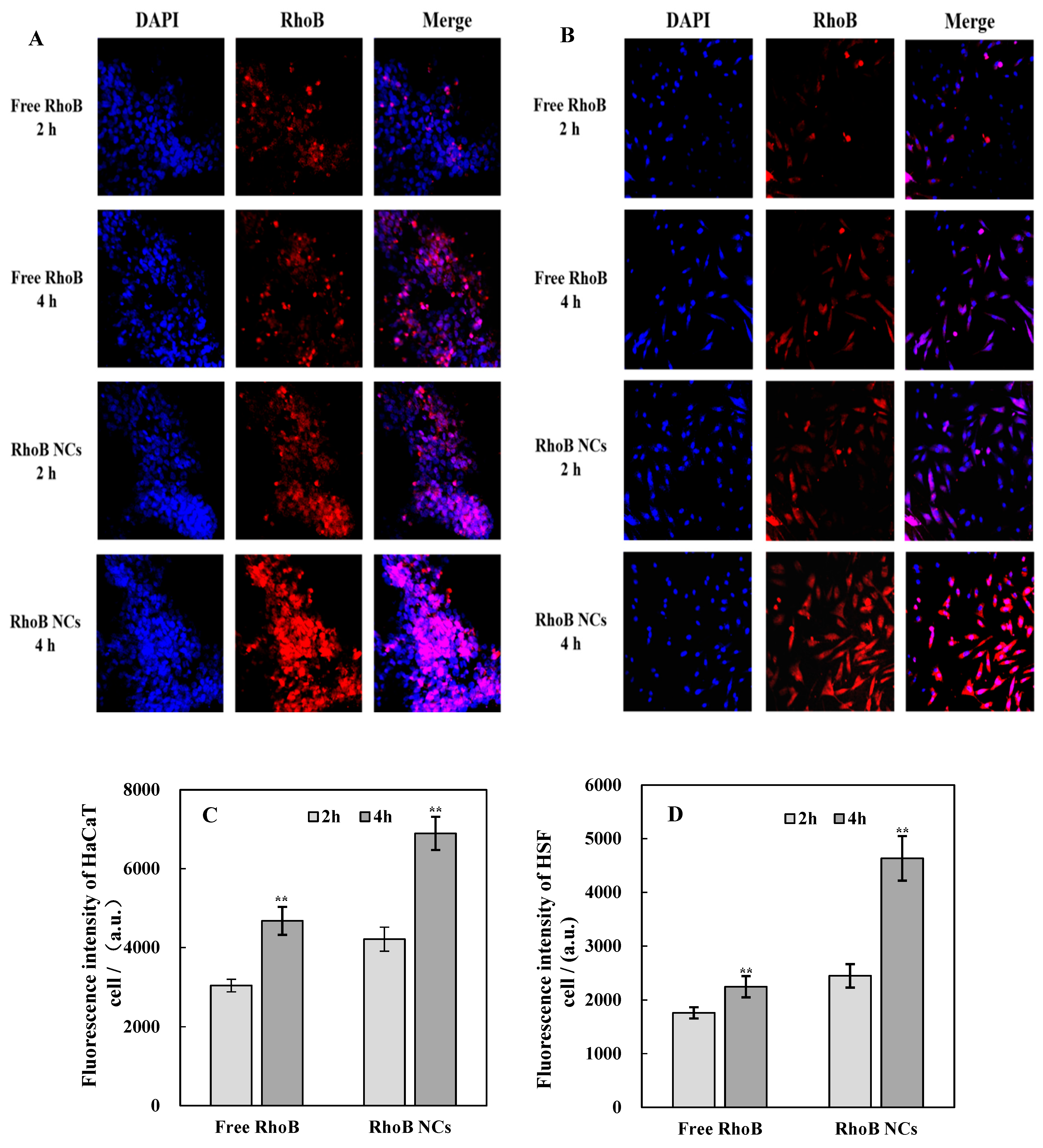 Cosmetics 12 00083 g005