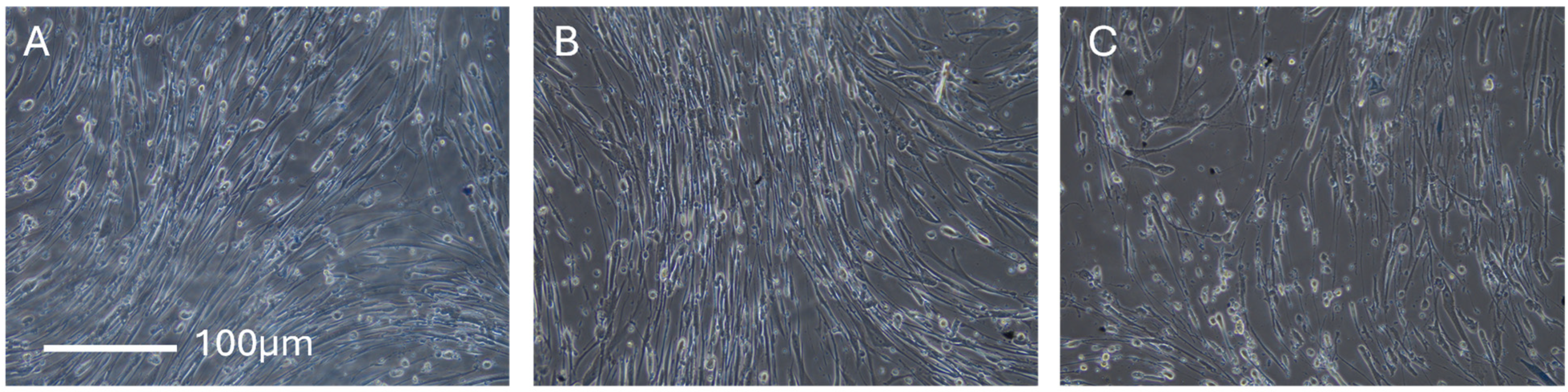 Cosmetics 12 00086 g004