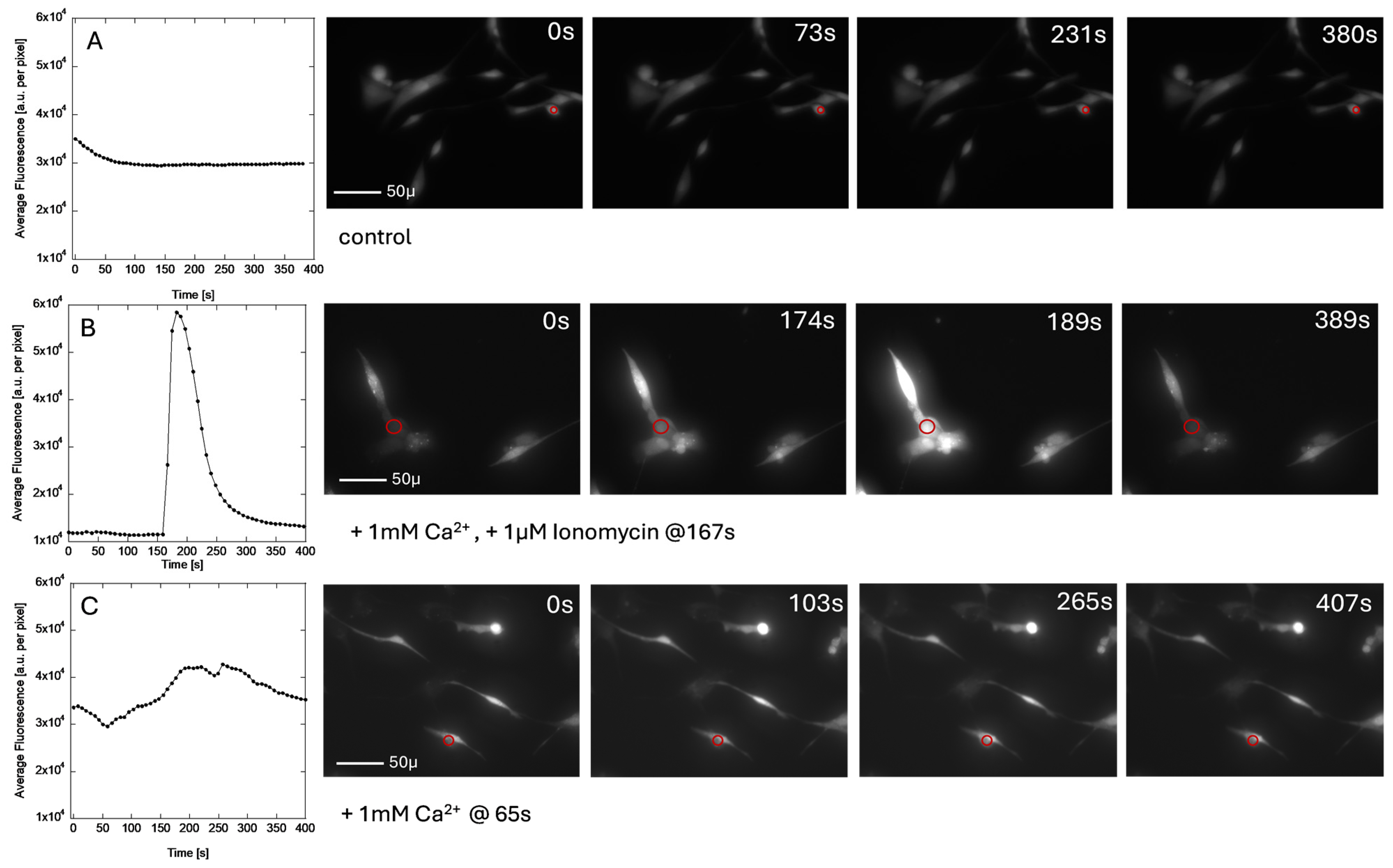 Cosmetics 12 00086 g007