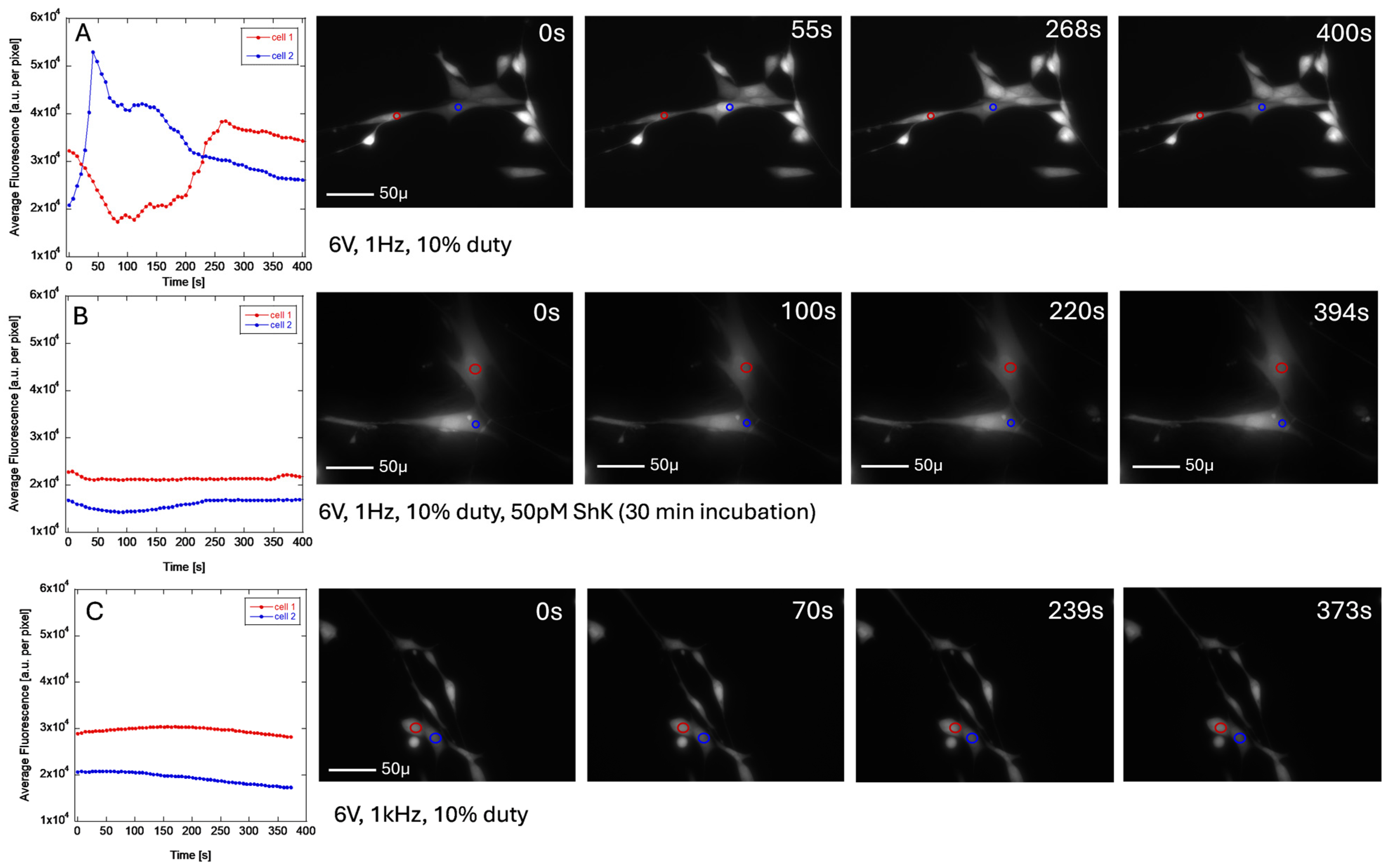 Cosmetics 12 00086 g008