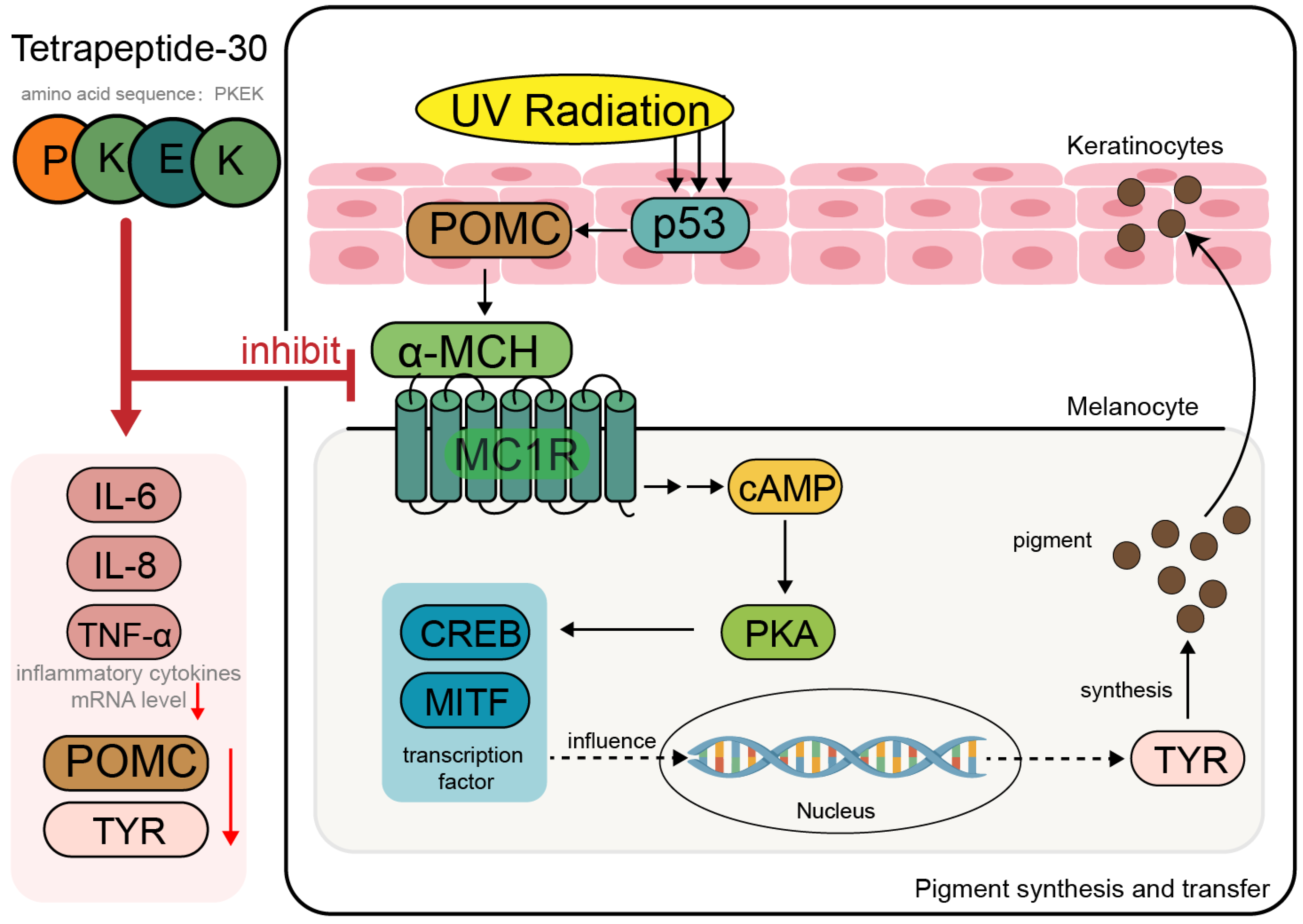 Cosmetics 12 00107 g005