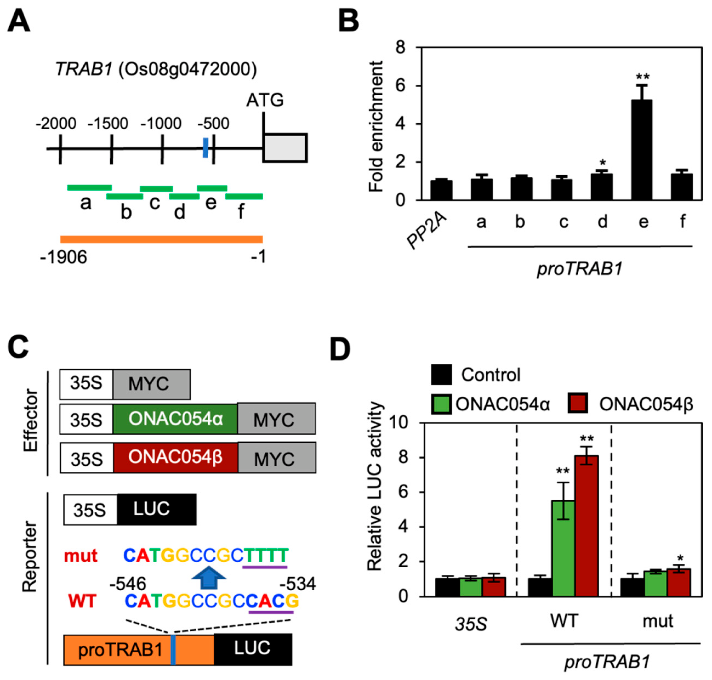 Crops | Free Full-Text | Overexpression Of ONAC054 Improves Drought ...