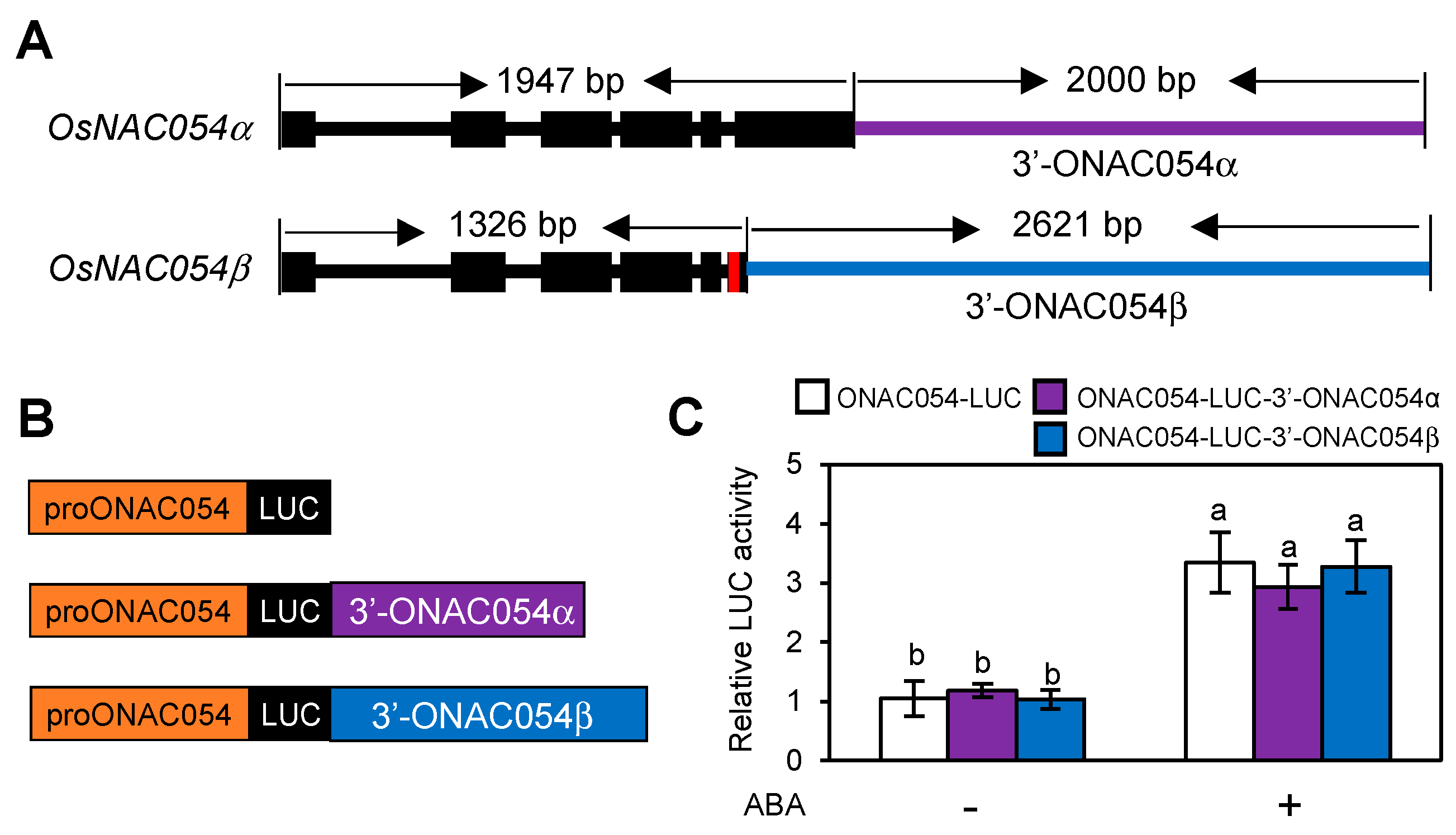 Crops | Free Full-Text | Overexpression Of ONAC054 Improves Drought ...