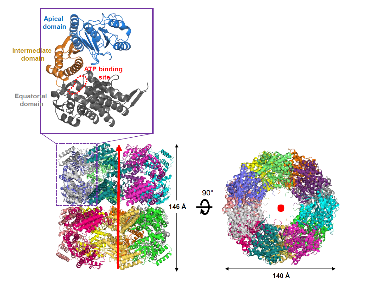 Crystals Free Full Text Crystal Structure Of Chaperonin Groel From Xanthomonas Oryzae Pv Oryzae