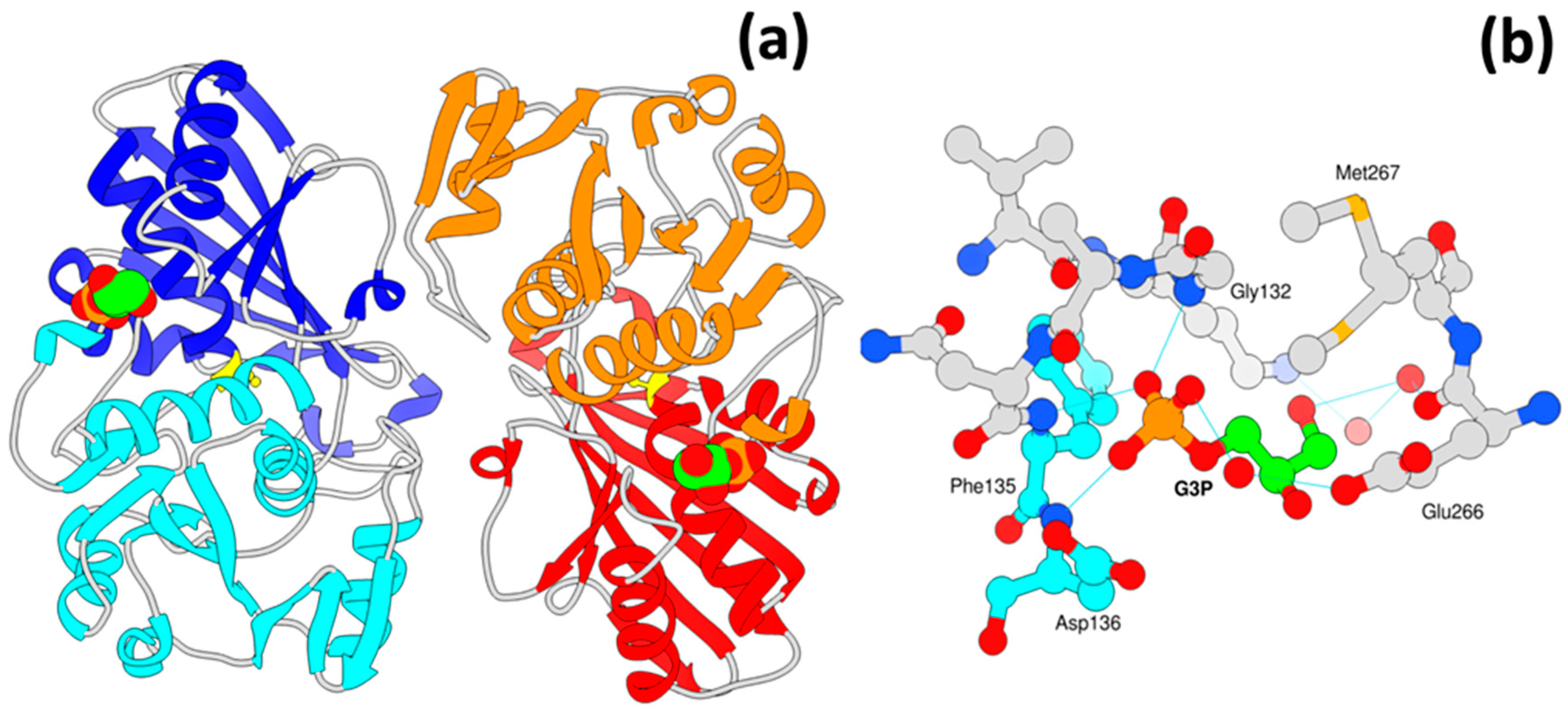 Crystals Free Full Text A Novel Substrate Binding Site In The X Ray Structure Of An Oxidized E Coli Glyceraldehyde 3 Phosphate Dehydrogenase Elucidated By Single Wavelength Anomalous Dispersion Html