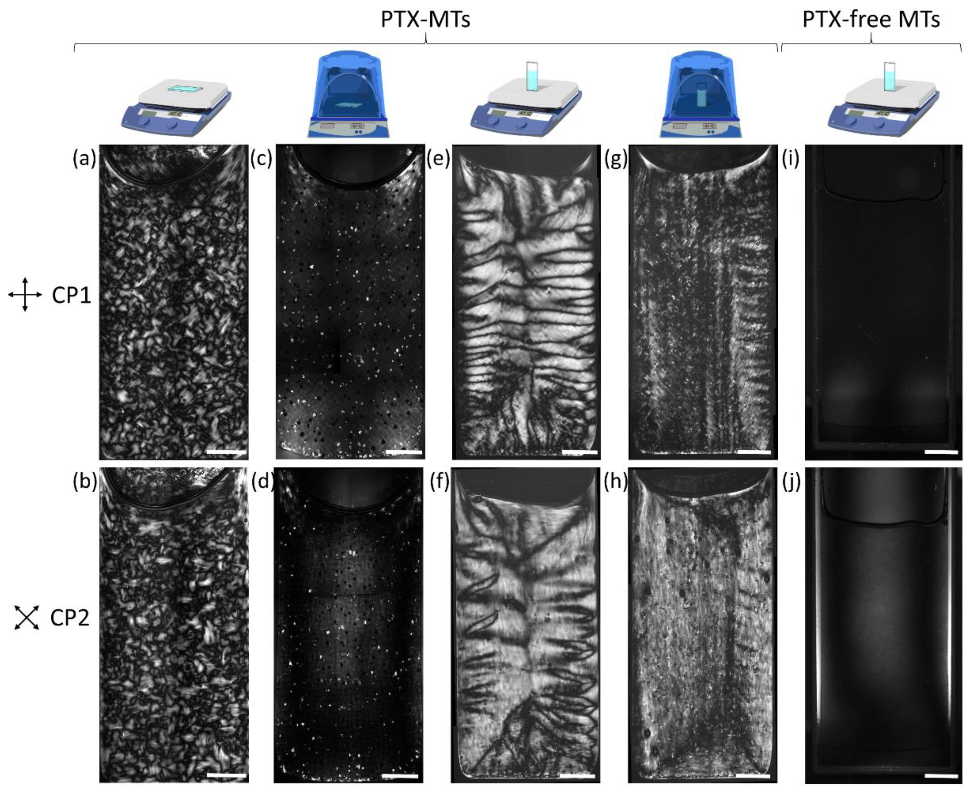 Crystals Free Full Text Interplay Between Convective And Viscoelastic Forces Controls The Morphology Of In Vitro Paclitaxel Stabilized Microtubules Html