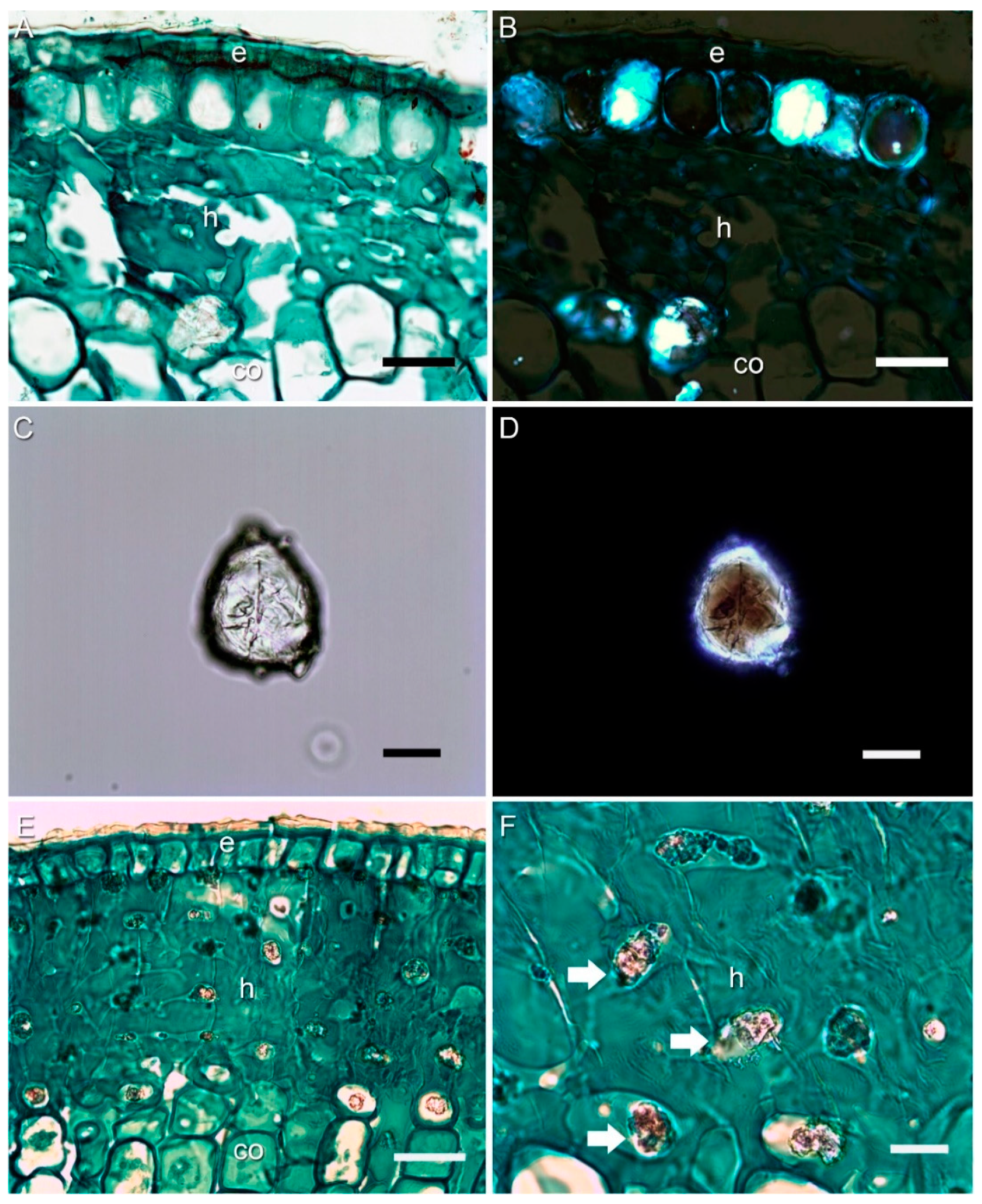 Crystals 10 00432 g003 Crystals 10 00432 g003