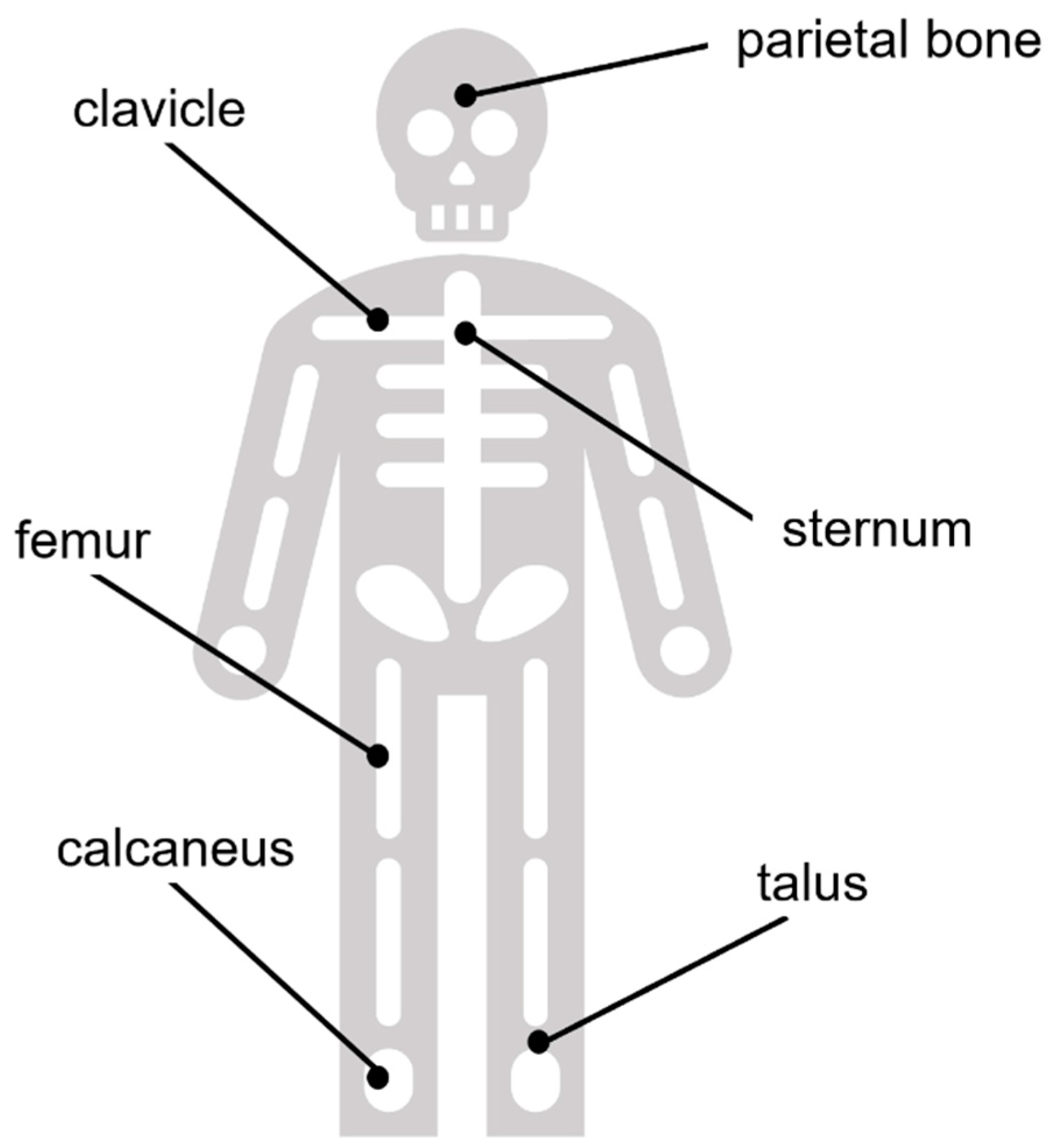 Crystals  Free Full-Text  Anatomical Variation of Human Bone For Skeletal System Worksheet Pdf