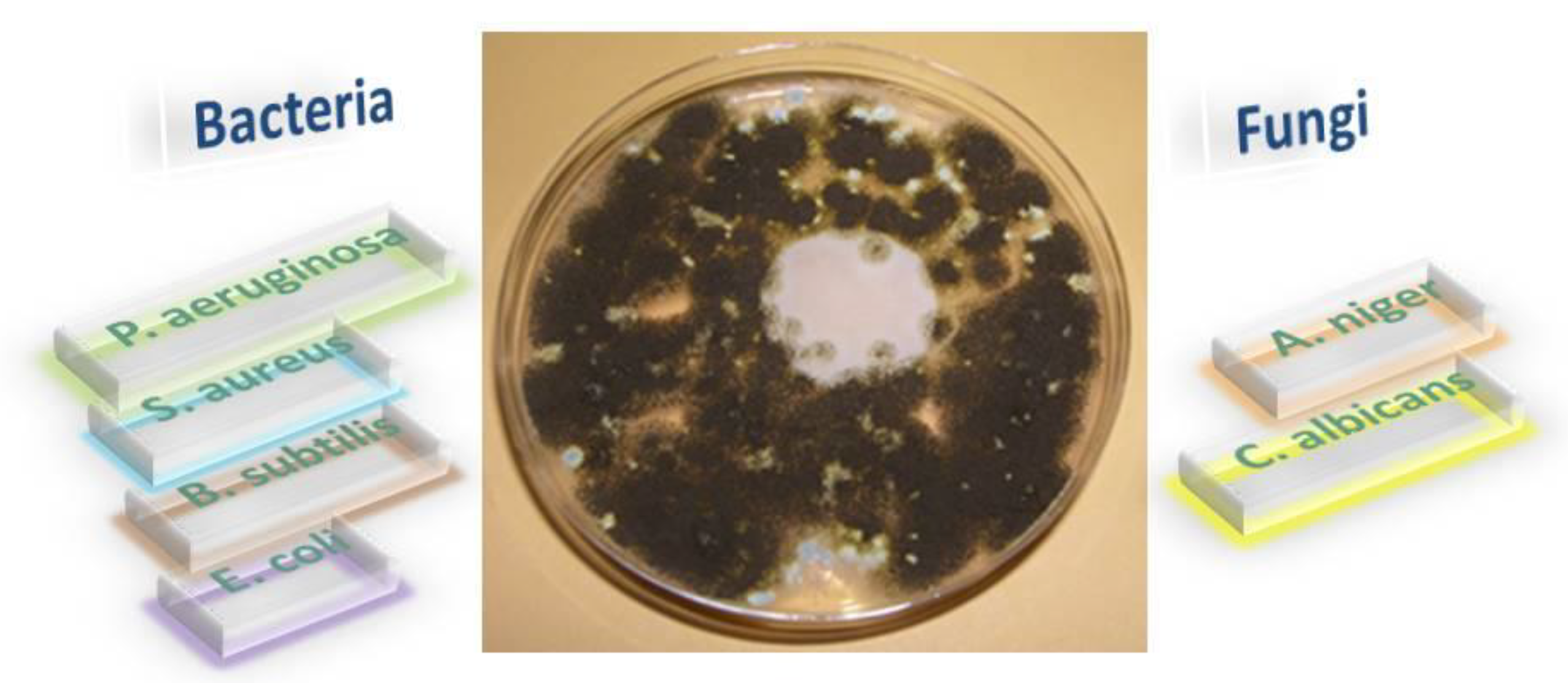 Crystals 12 01436 g003 Crystals 12 01436 g003