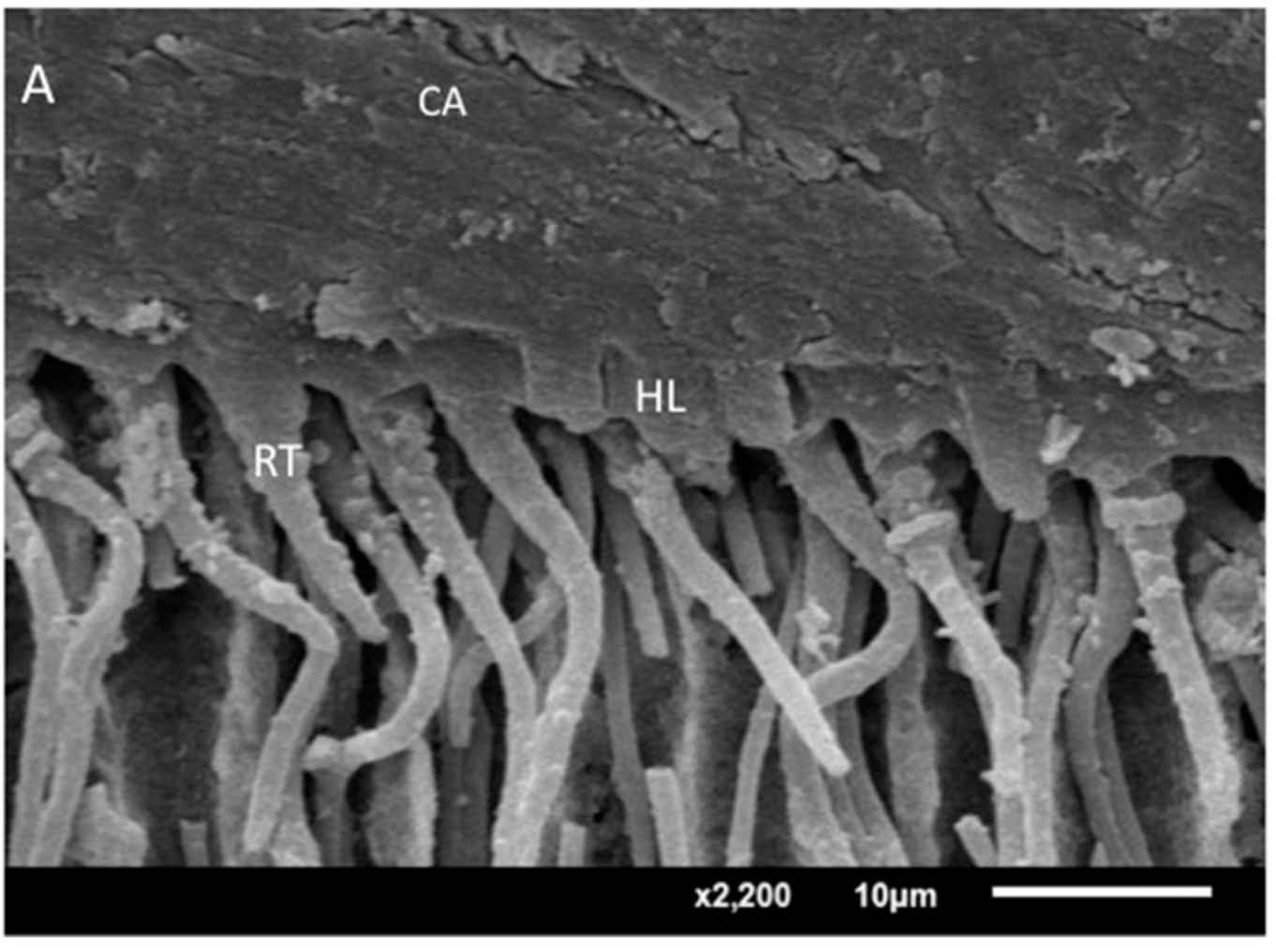 Crystals 12 01441 g005a