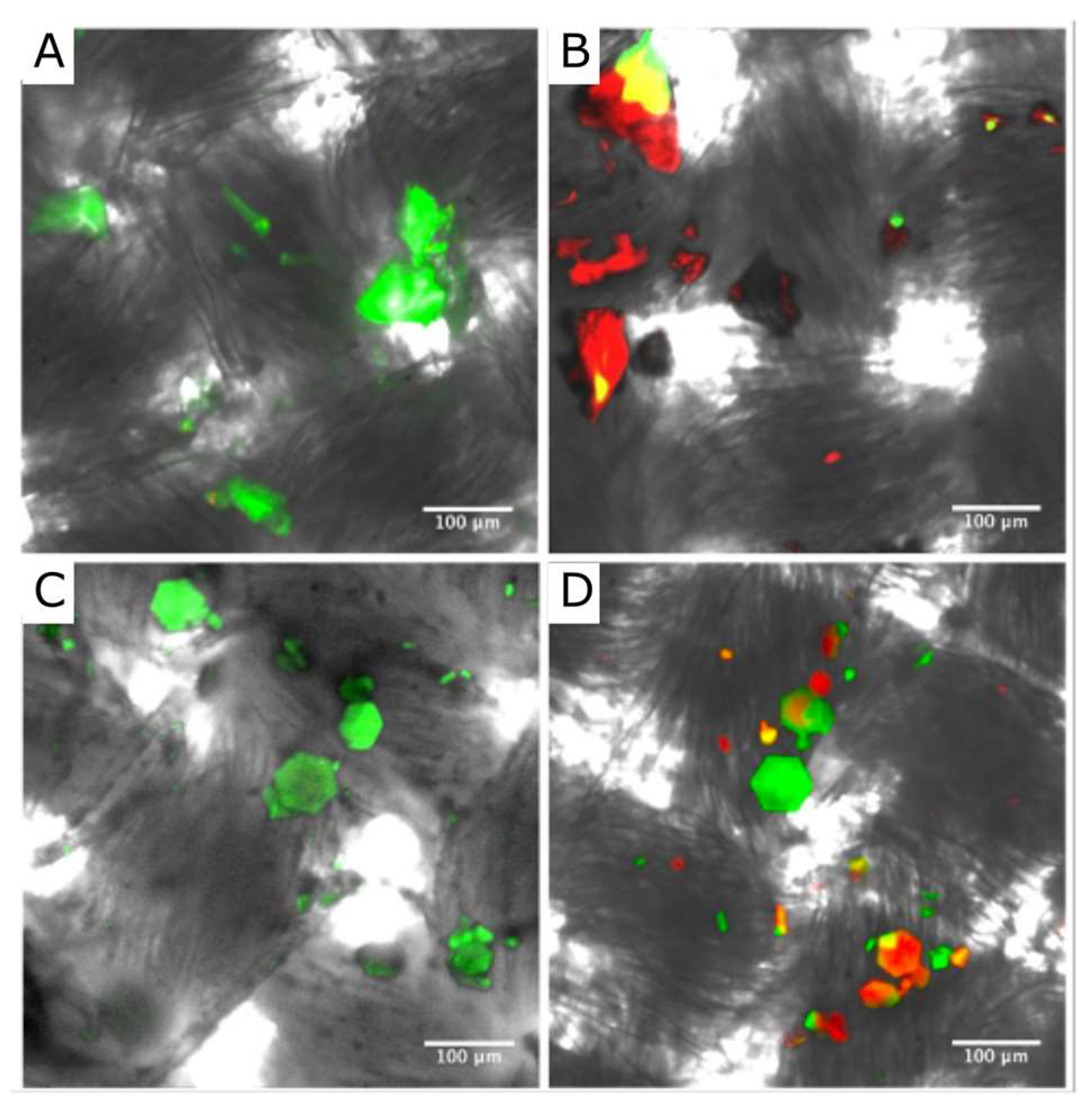 Crystals 13 00352 g004 Crystals 13 00352 g004