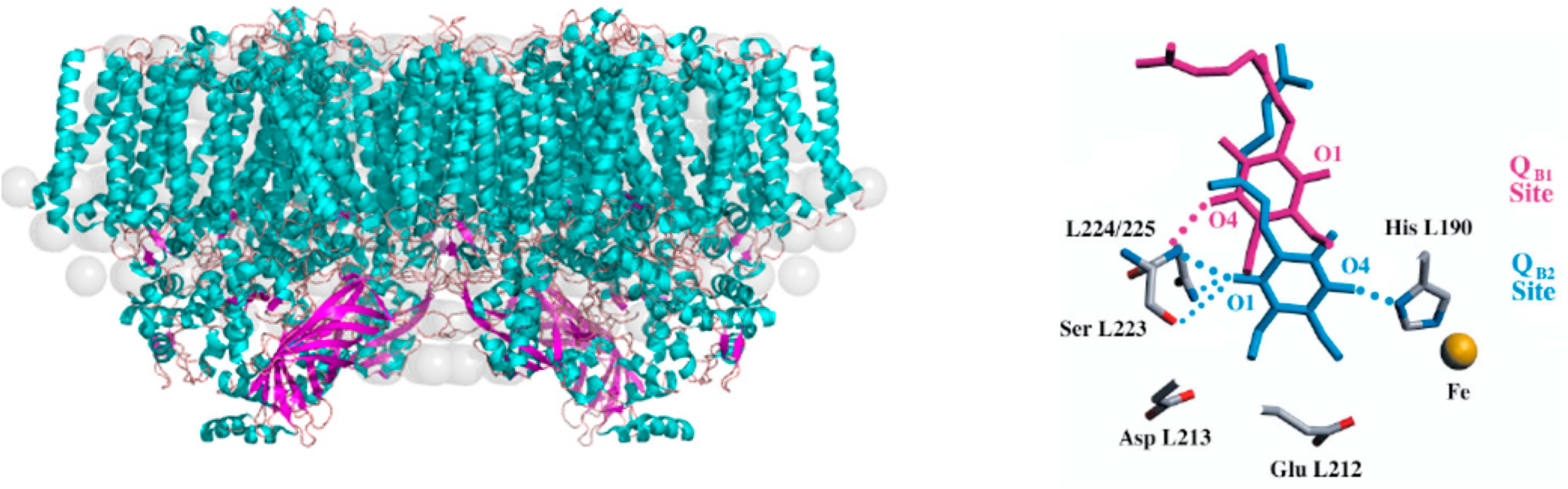 Hierarchy of time scales for protein motions. From left to right