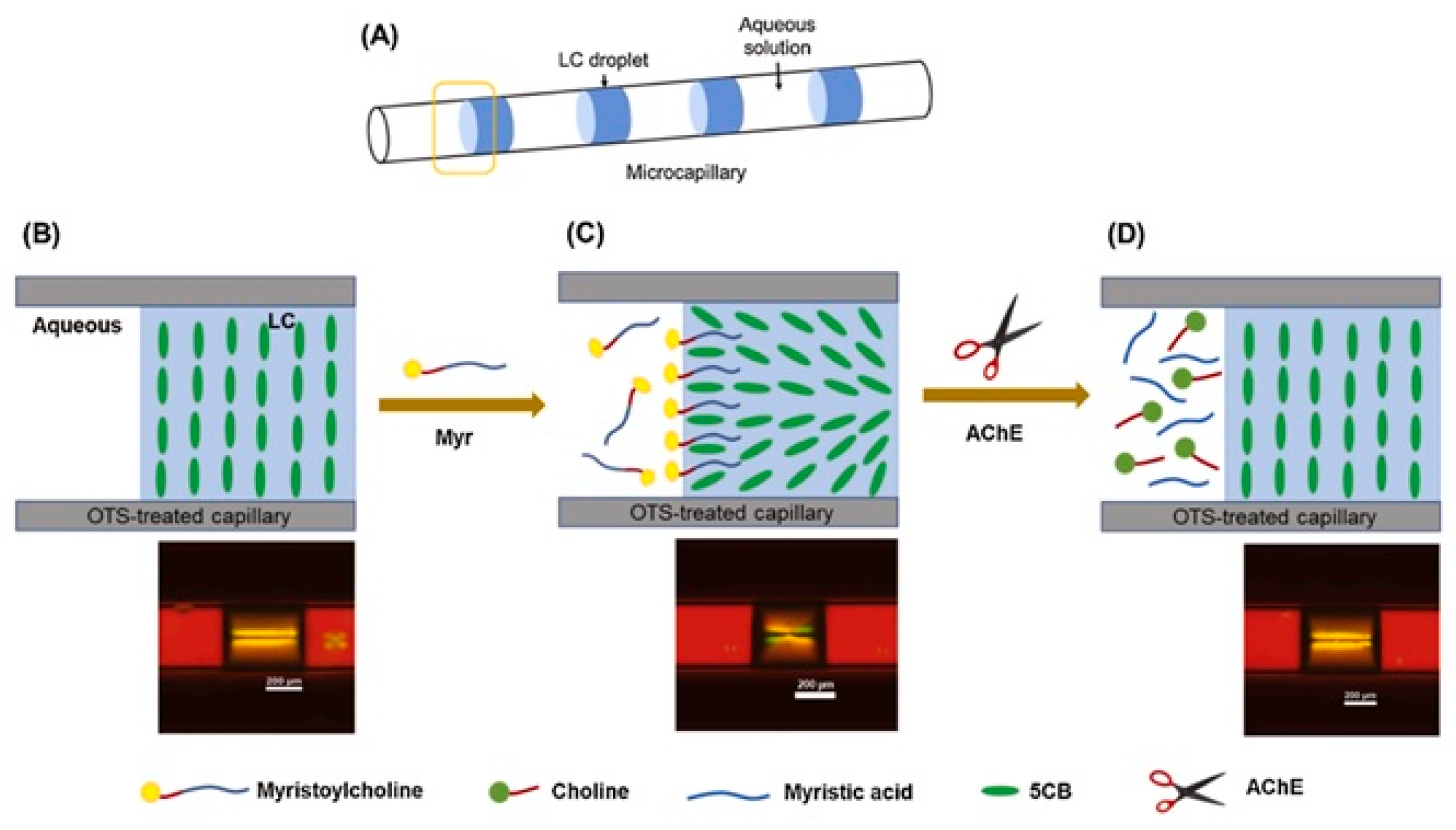 Crystals 14 00859 g014