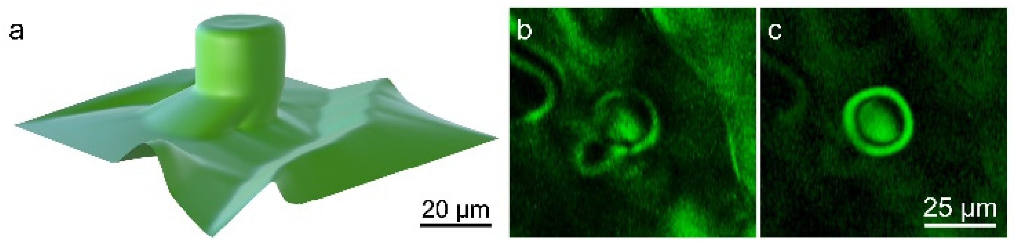 Crystals 15 00315 g006