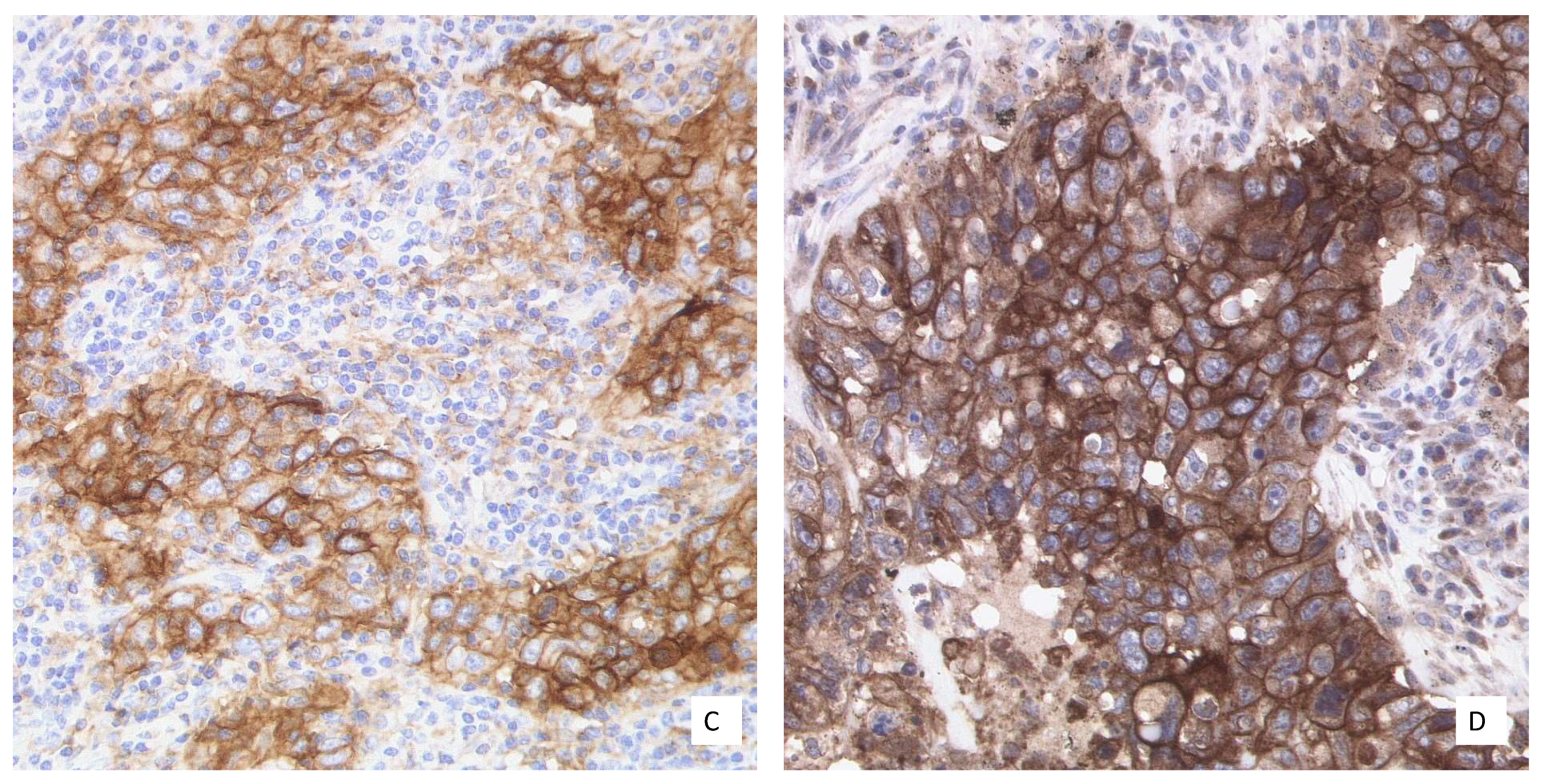 Curroncol 28 00437 g001b