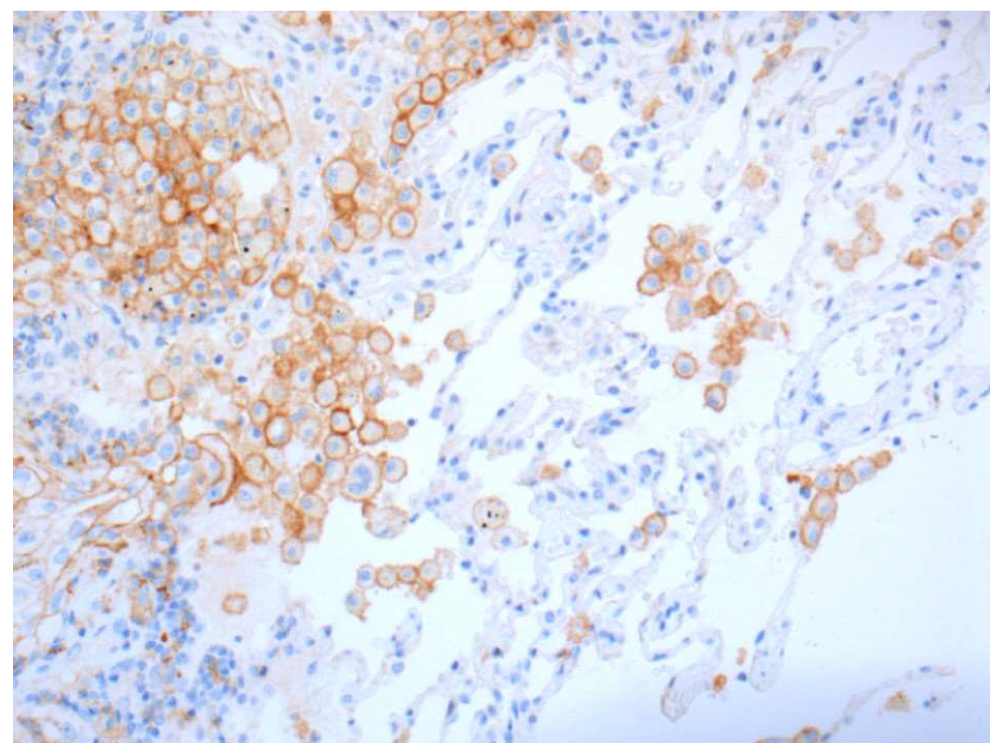 Curroncol 28 00437 g004