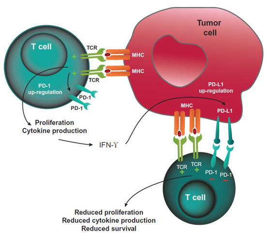 CD24+/CD38- as new prognostic marker for non-small cell lung cancer, Multidisciplinary Respiratory Medicine