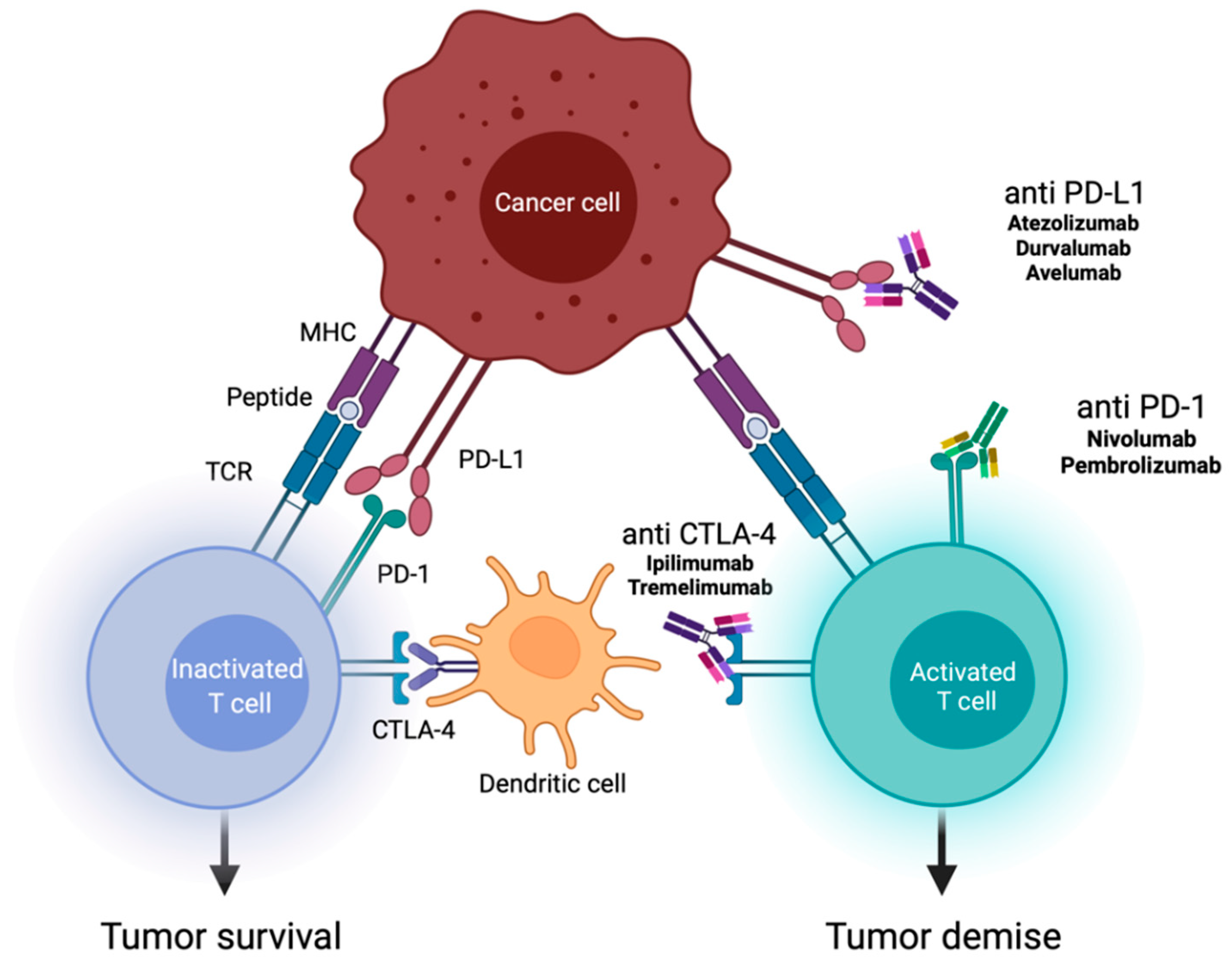 Current Oncology | Free Full-Text | Pulmonary Resection after 