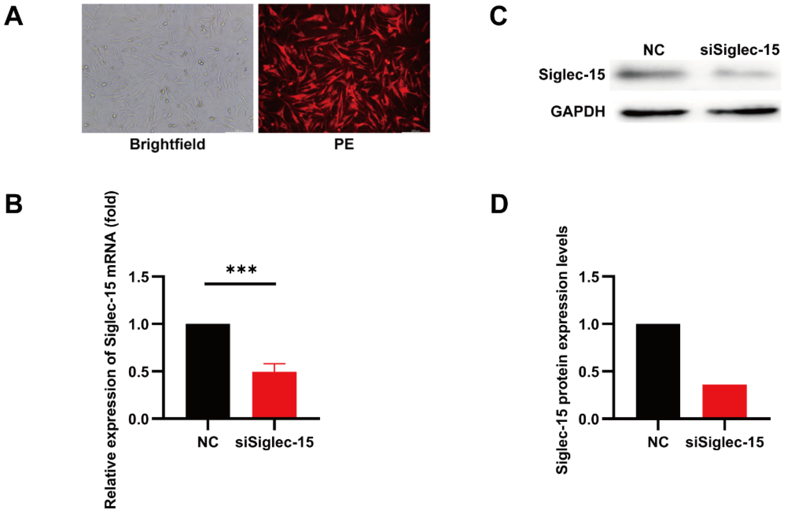 Curroncol 29 00605 g003 Curroncol 29 00605 g003