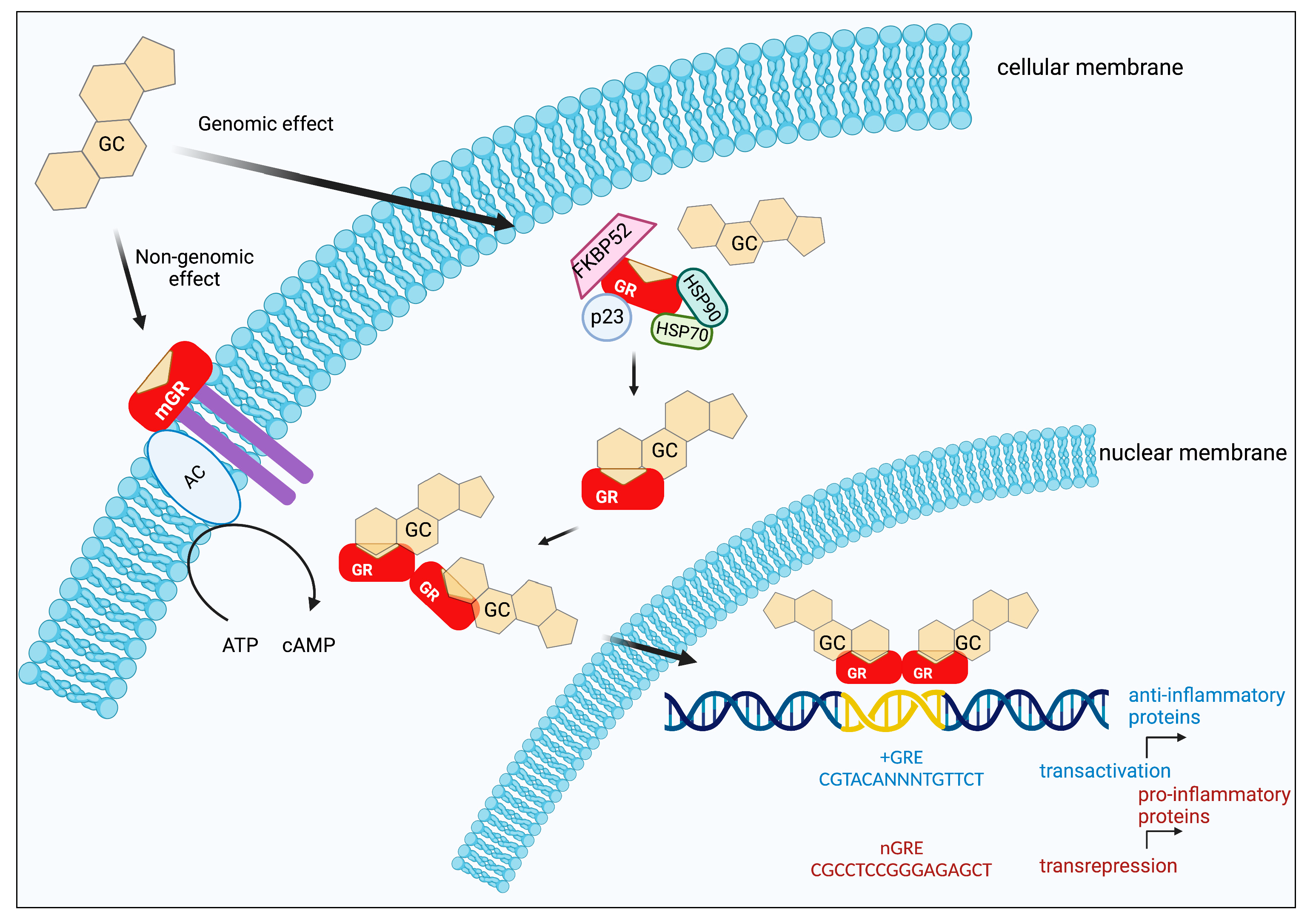 Full article: The Influence Mechanism of Abnormal Immunophilin