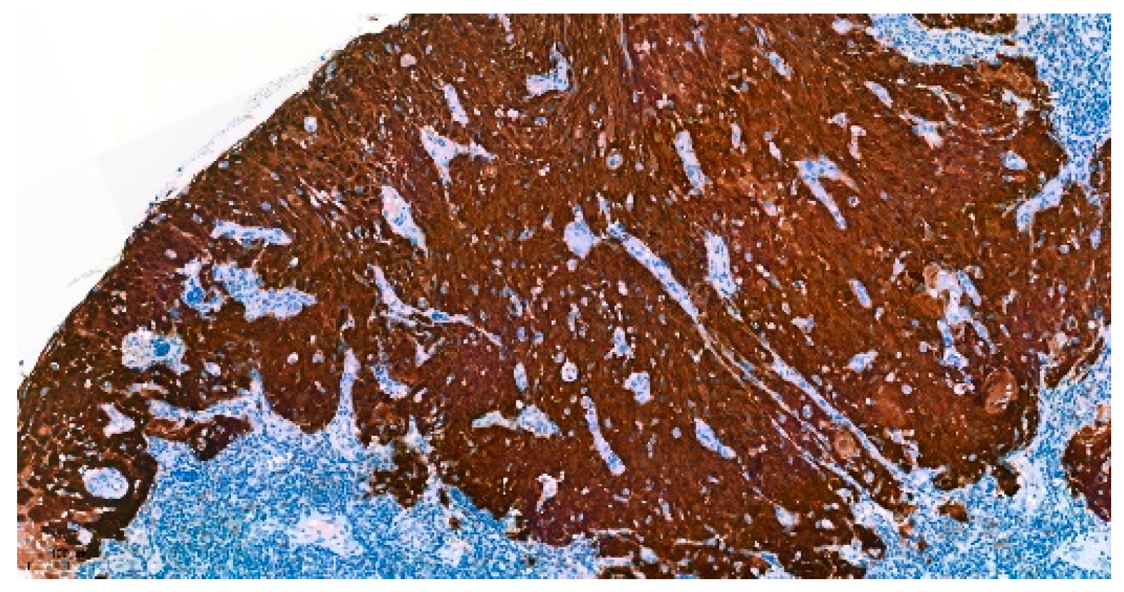 Curroncol 30 00111 g001 Curroncol 30 00111 g001