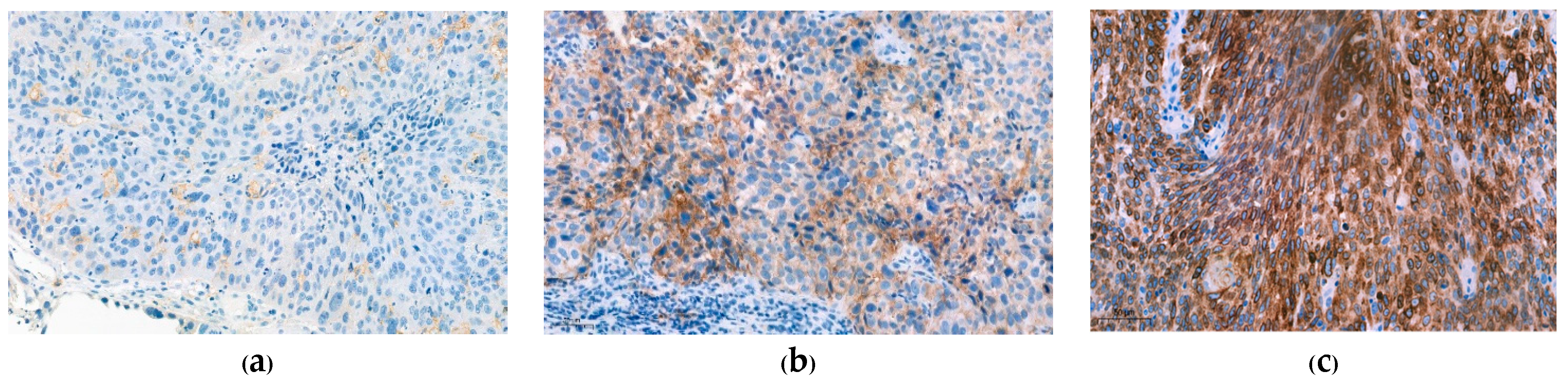 Curroncol 30 00111 g003 Curroncol 30 00111 g003