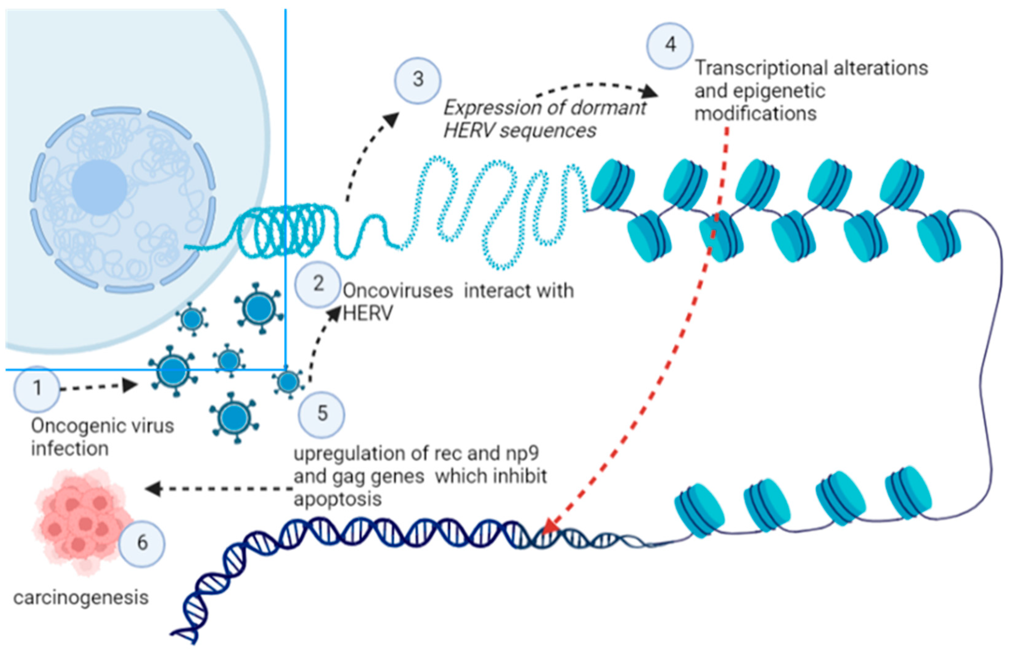 Current Oncology | Free Full-Text | Insight Into Oncogenic Viral ...