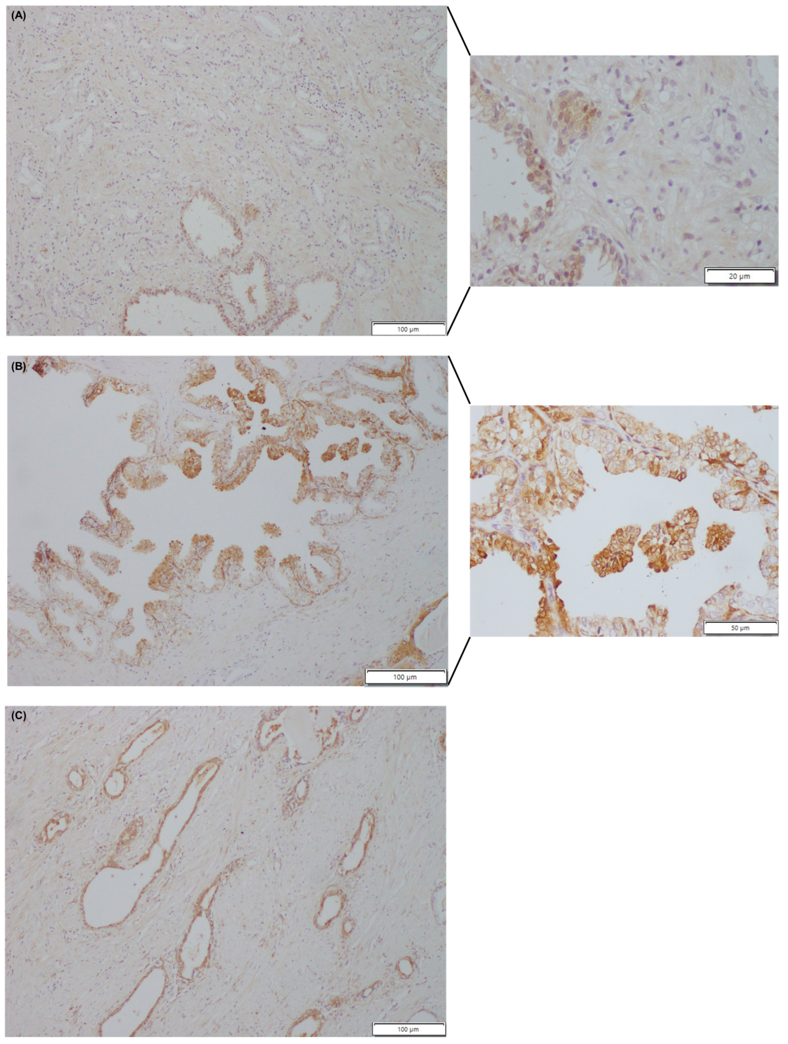 Curroncol 30 00206 g001