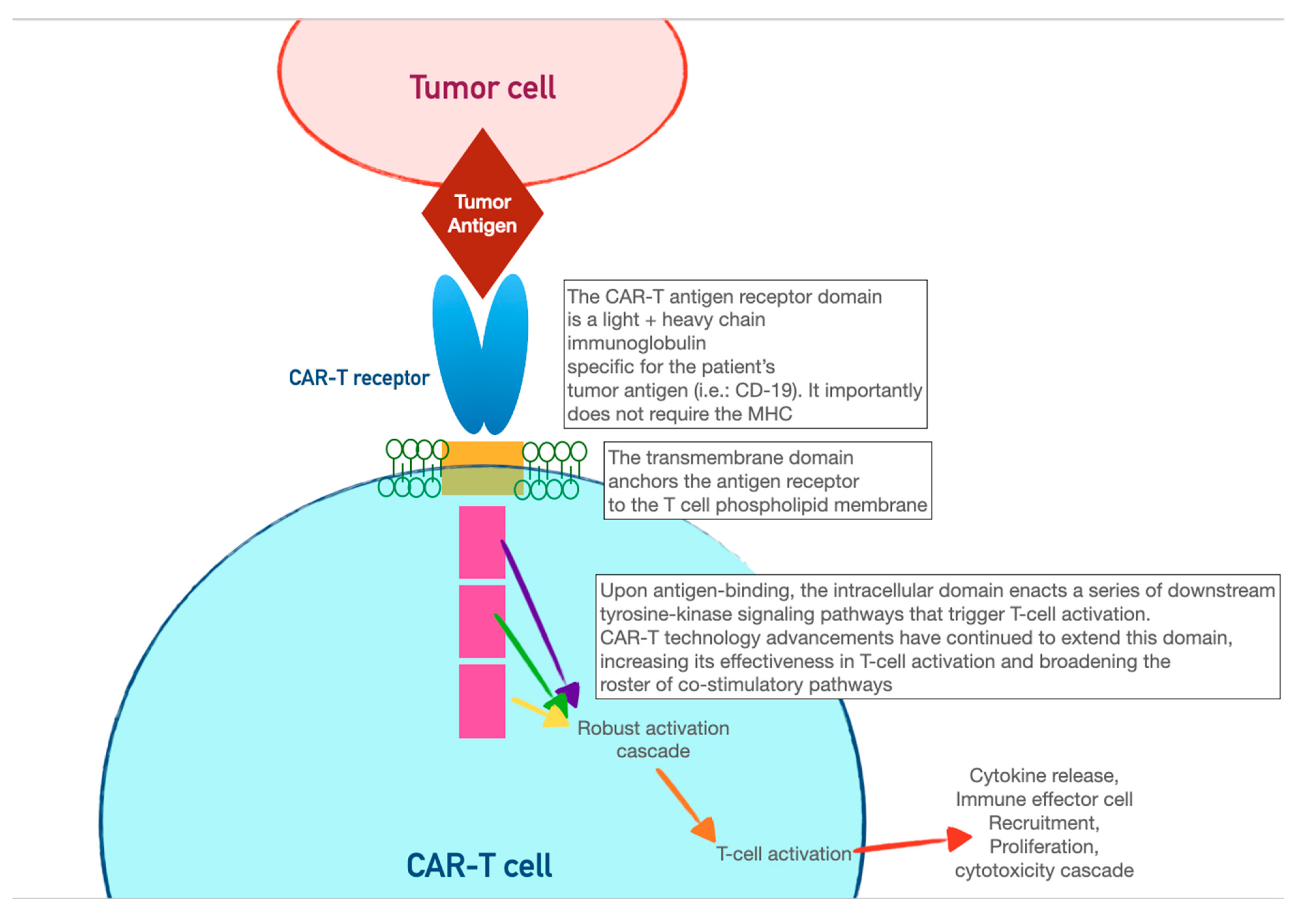 Curroncol 30 00554 g002b