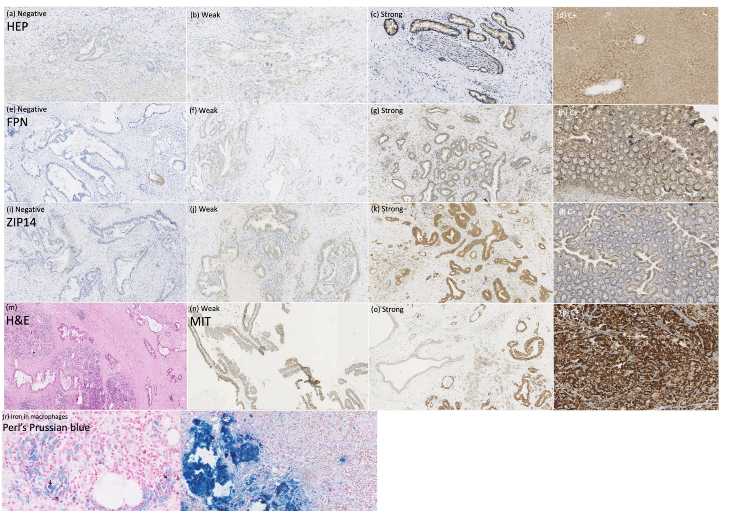 Curroncol 30 00560 g003