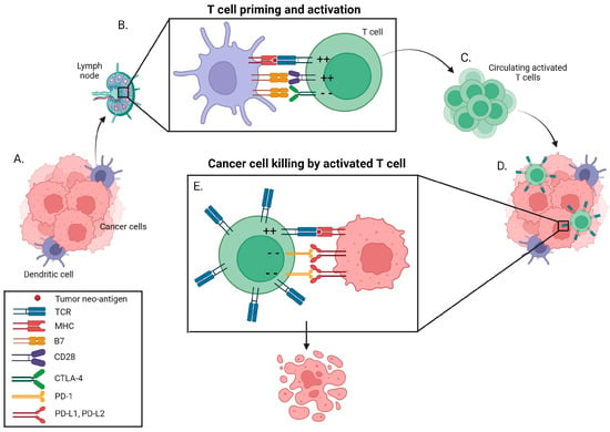 Current Oncology | Free Full-Text | Overcoming Resistance Mechanisms to ...