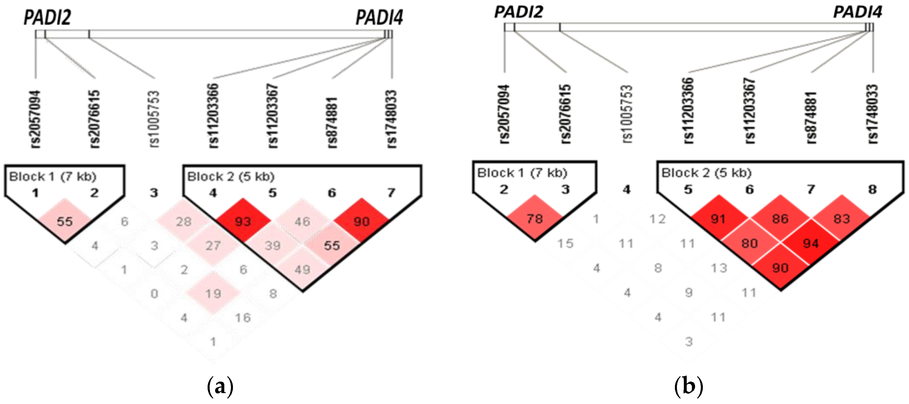 Data | Free Full-Text | Single-Nucleotide Variants in PADI2 and PADI4 and  Ancestry Informative Markers in Interstitial Lung Disease and Rheumatoid  Arthritis among a Mexican Mestizo Population