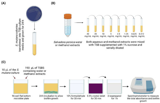 Kleaner Saliva Cleanser for Drugs Test Capacity 30 ml