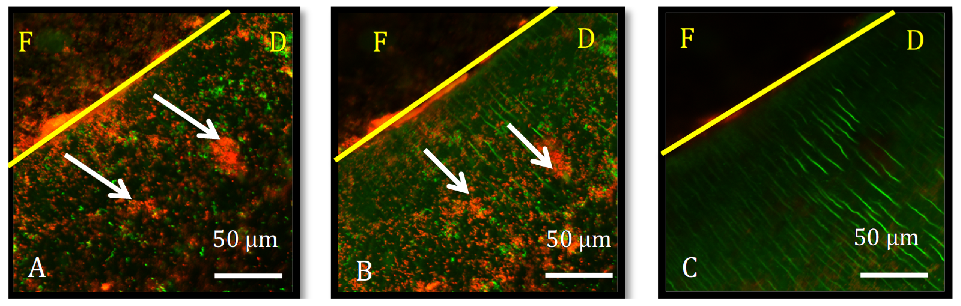 Dentistry 10 00033 g001