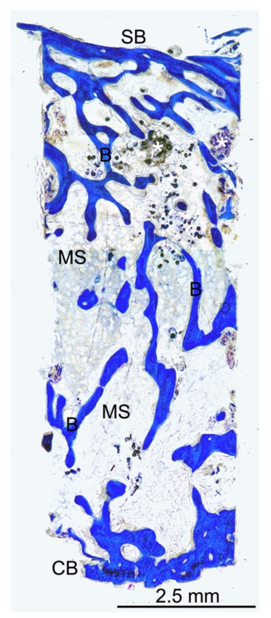 Dentistry 10 00058 g005