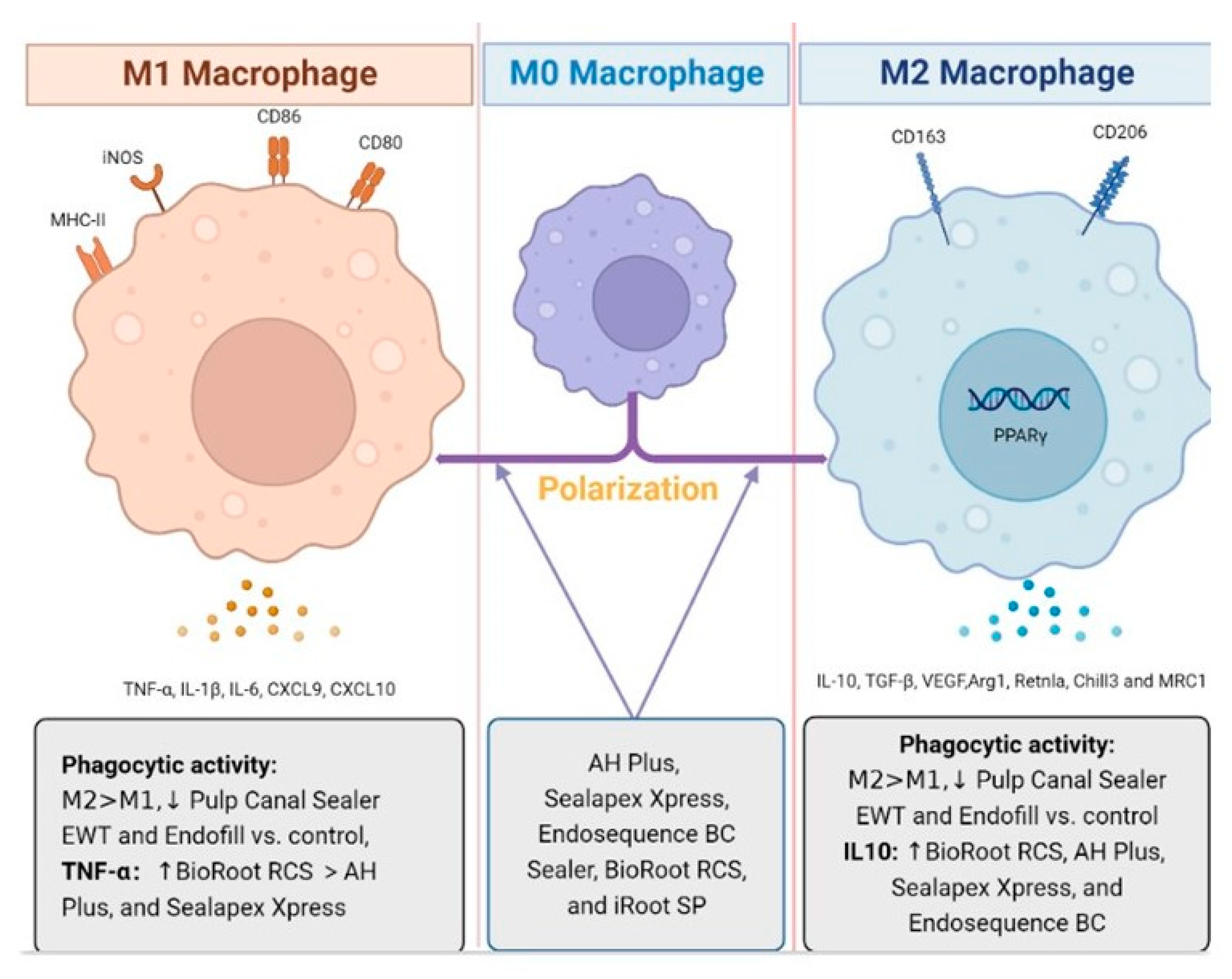 Dentistry 11 00054 g004