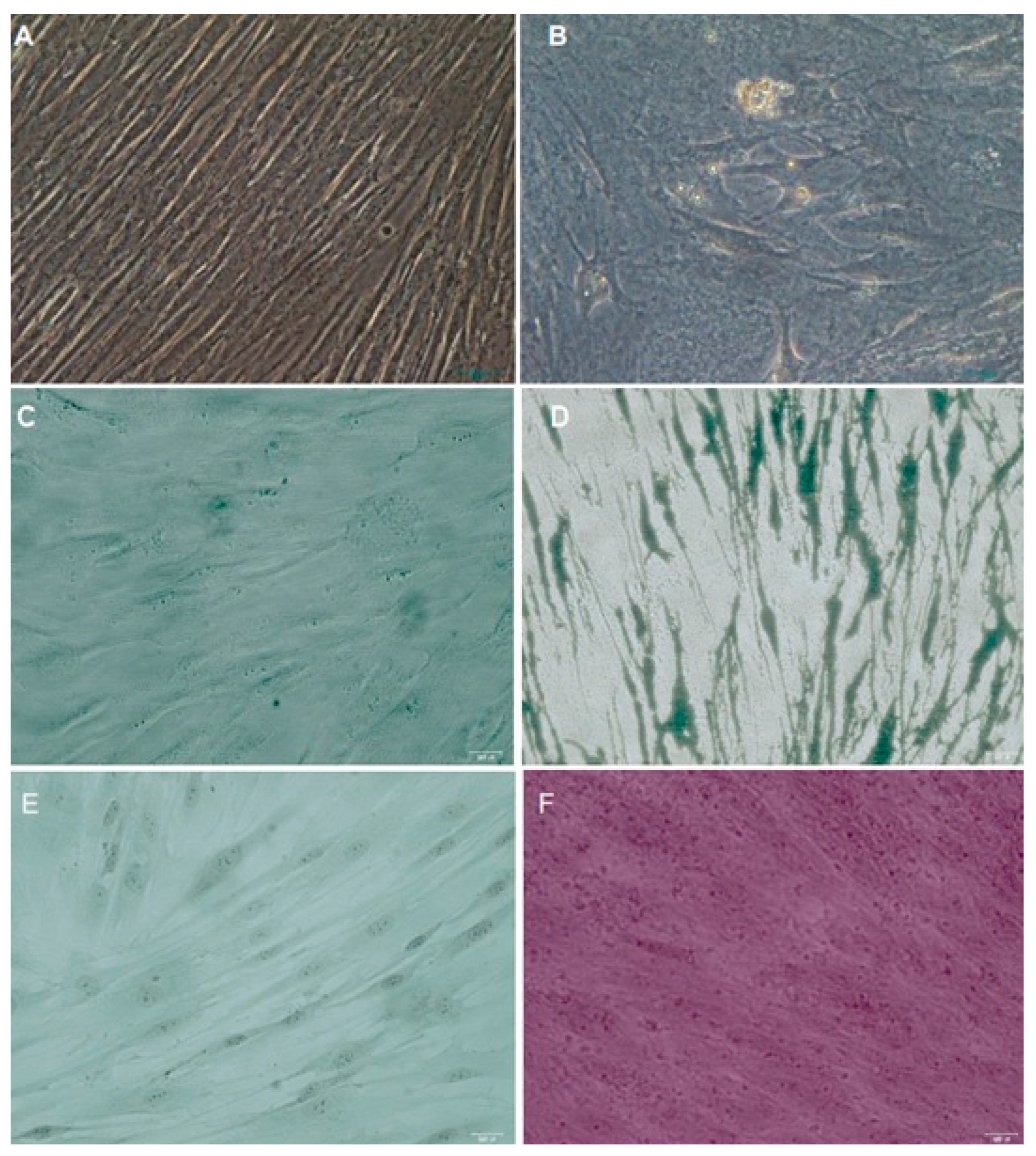 Dentistry 11 00210 g003